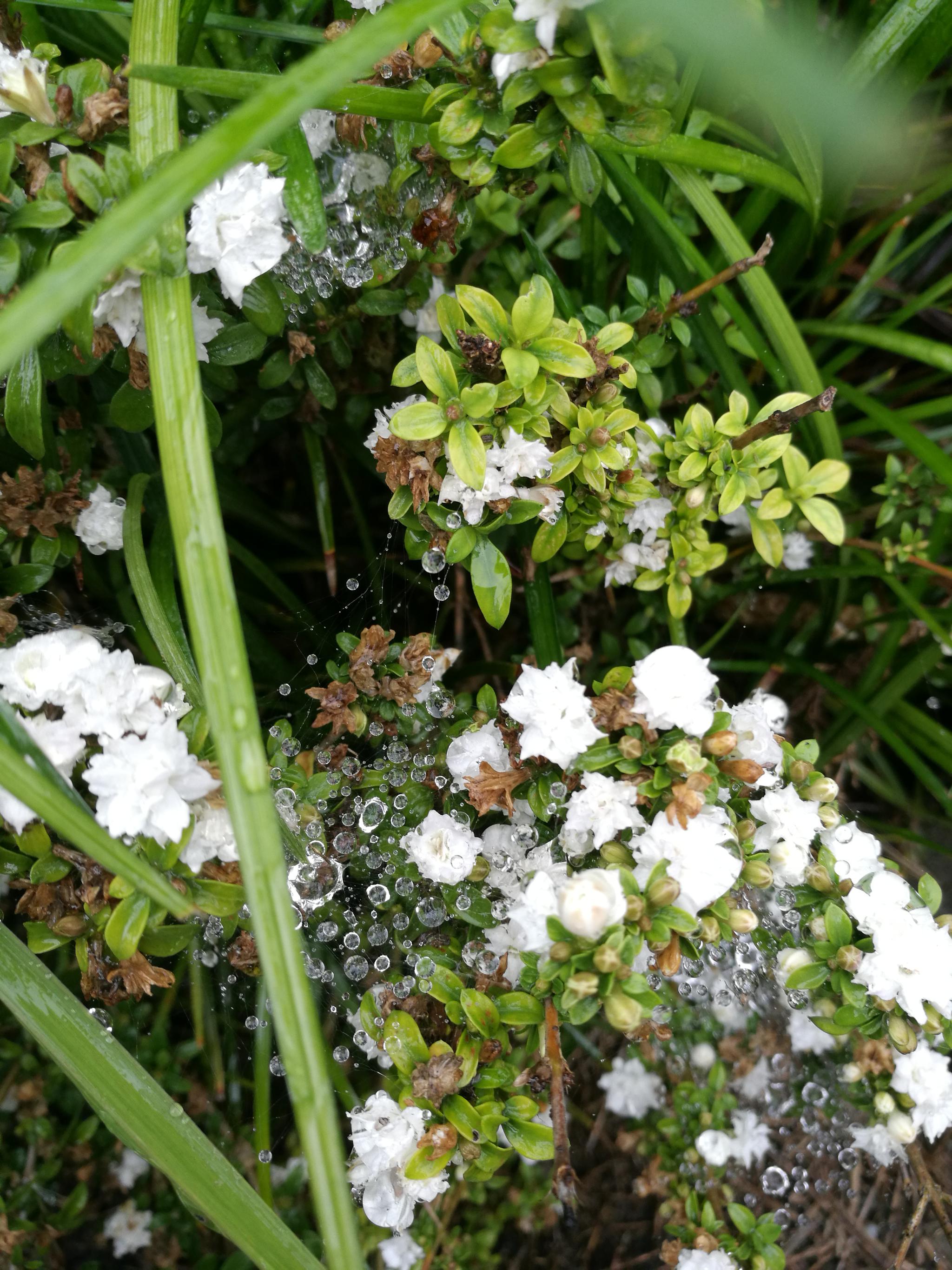 雨水滋润六月雪