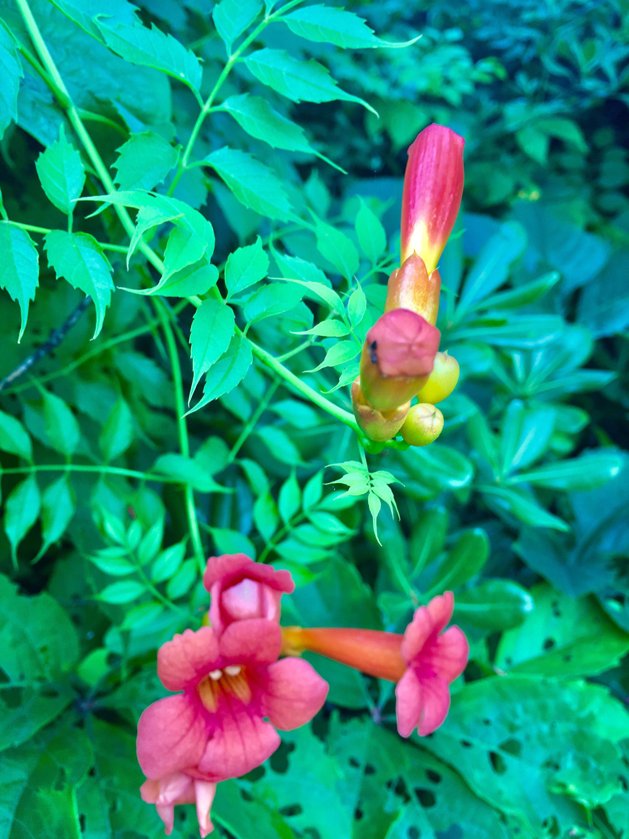 神奇的花凌霄别名紫葳五爪龙红花倒水莲