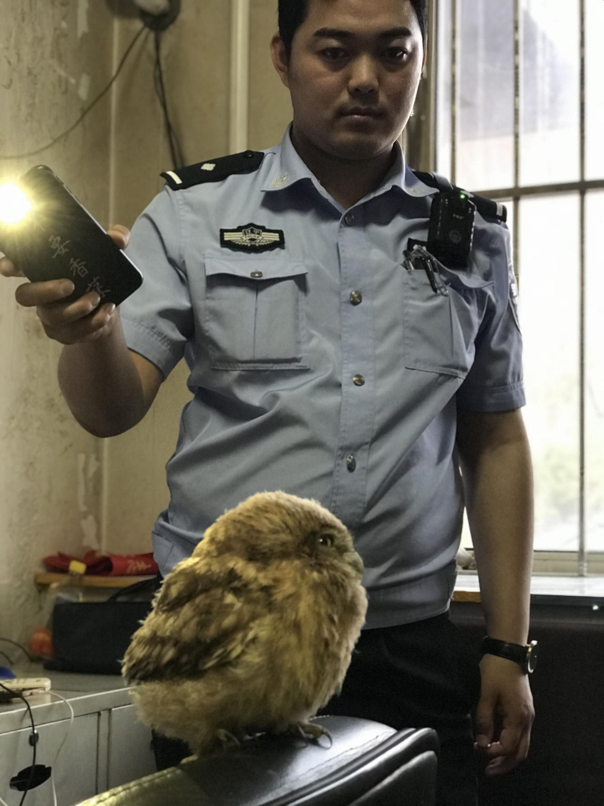国家二级保护动物枞横腹小鸮得到警察的保护