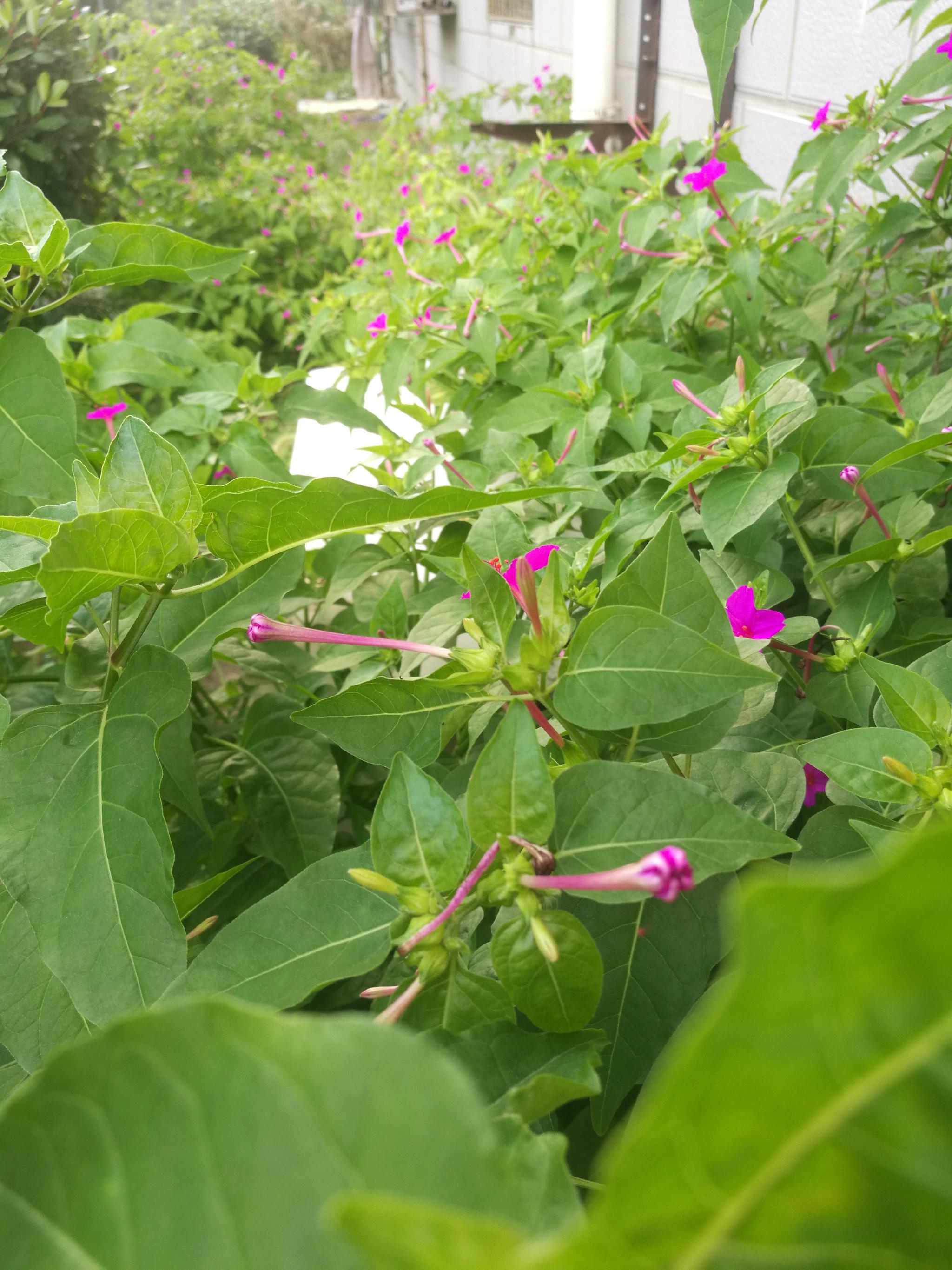 漂亮的紫茉莉清新鲜嫩街边欣赏