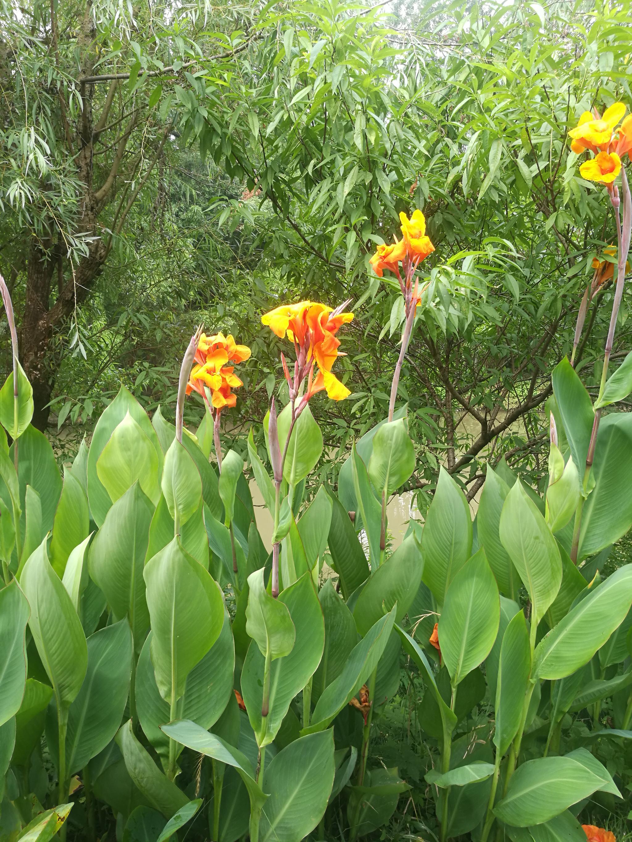 水绘园夏日美人蕉花开