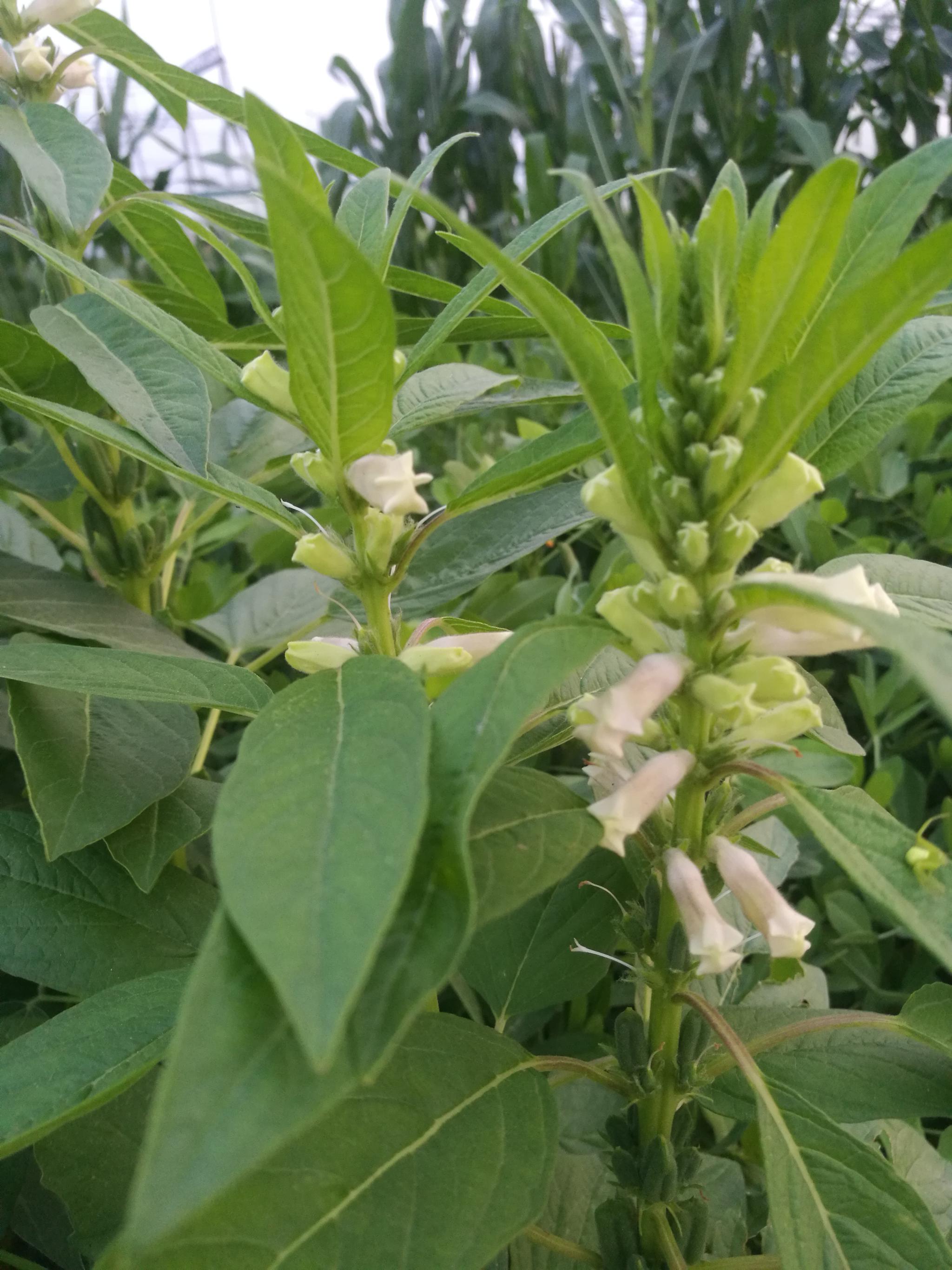 芝麻开花节节高