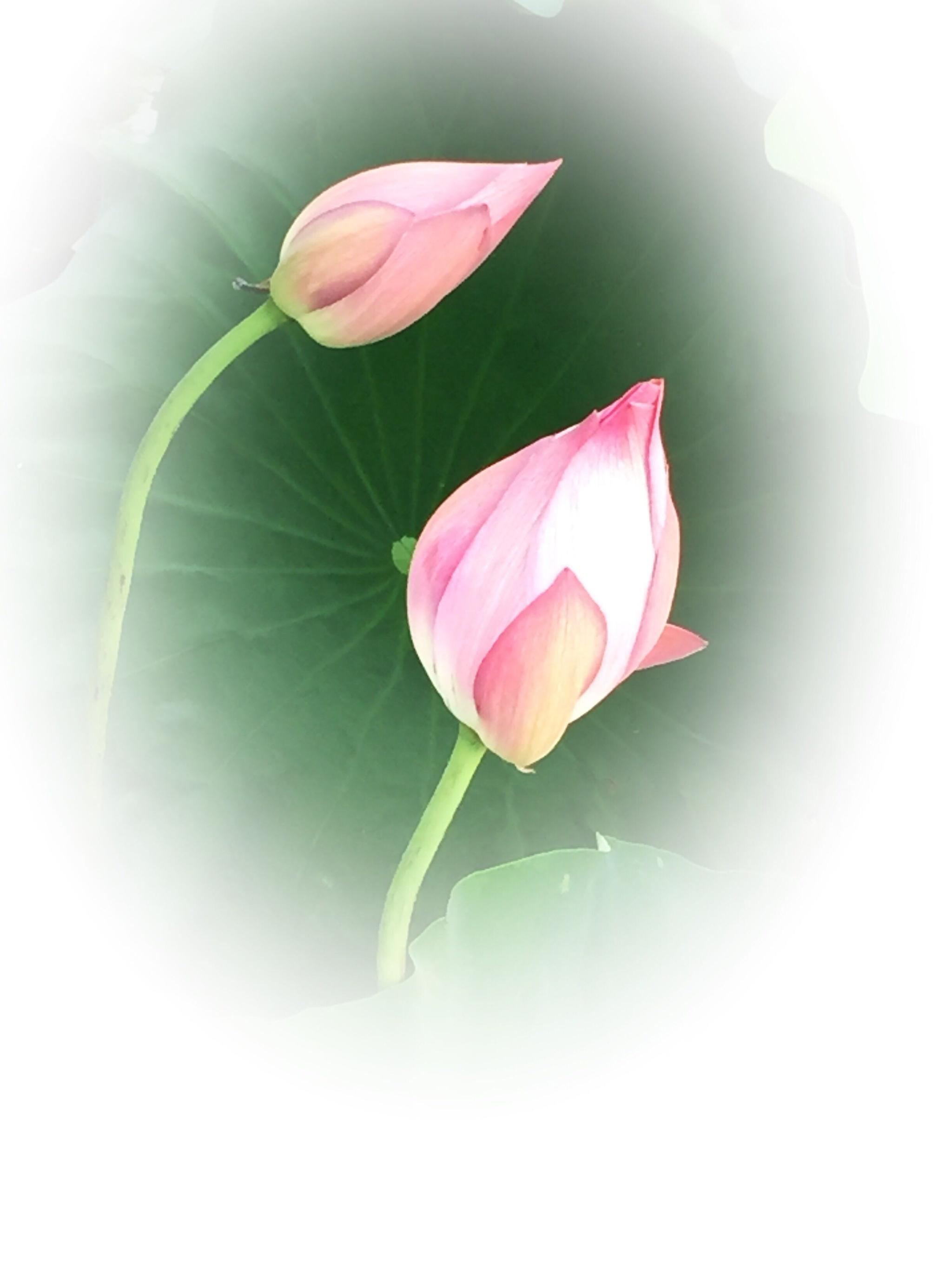 莲之智慧,因无所住而生其心|心莲_新浪新闻