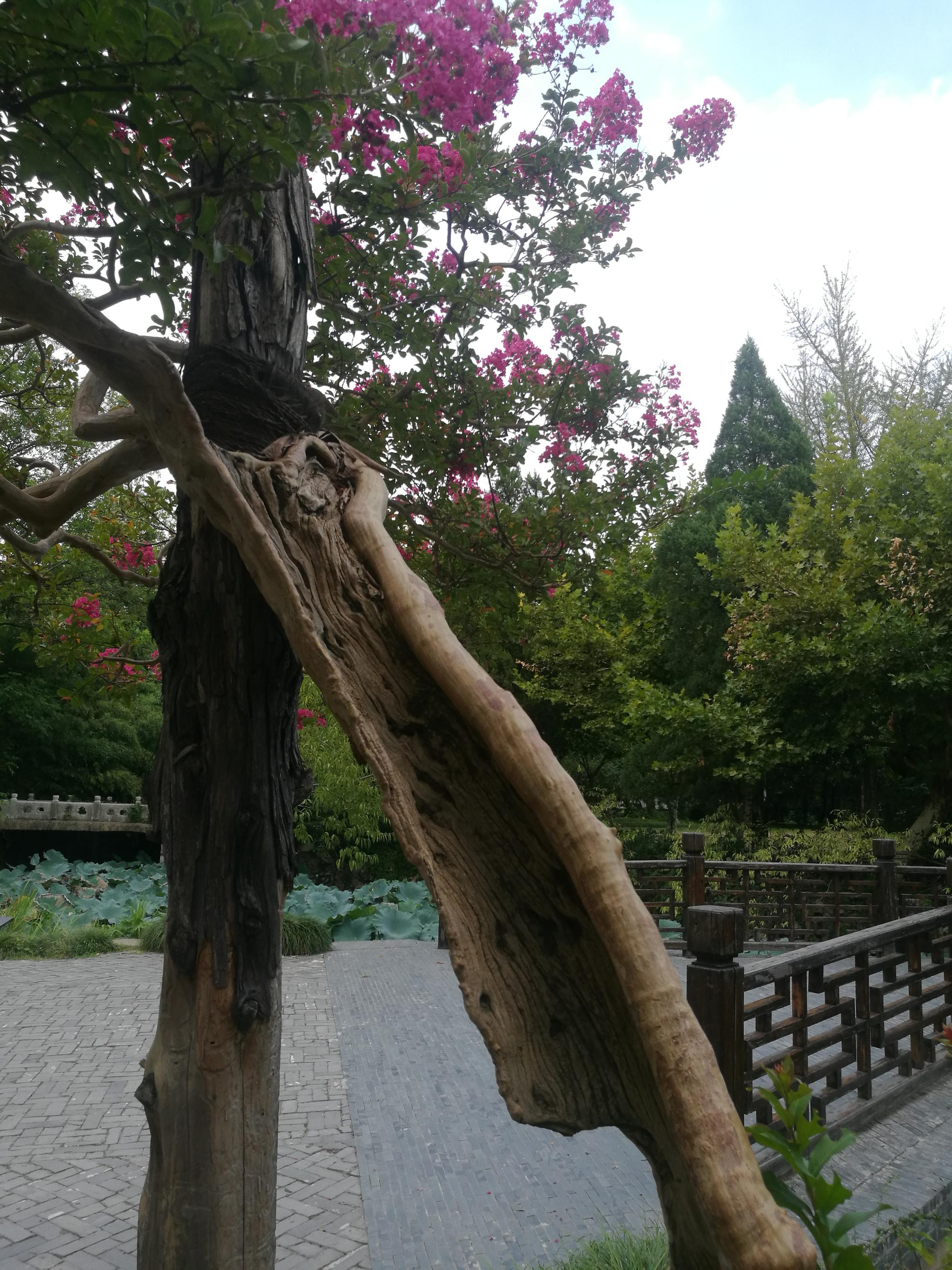 初秋时节,百年紫薇欣赏