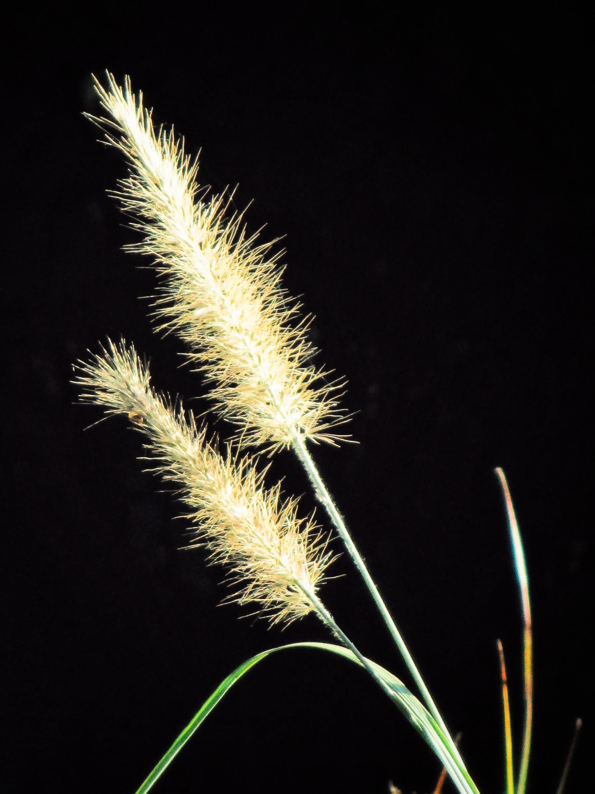植物摄影  狼尾草