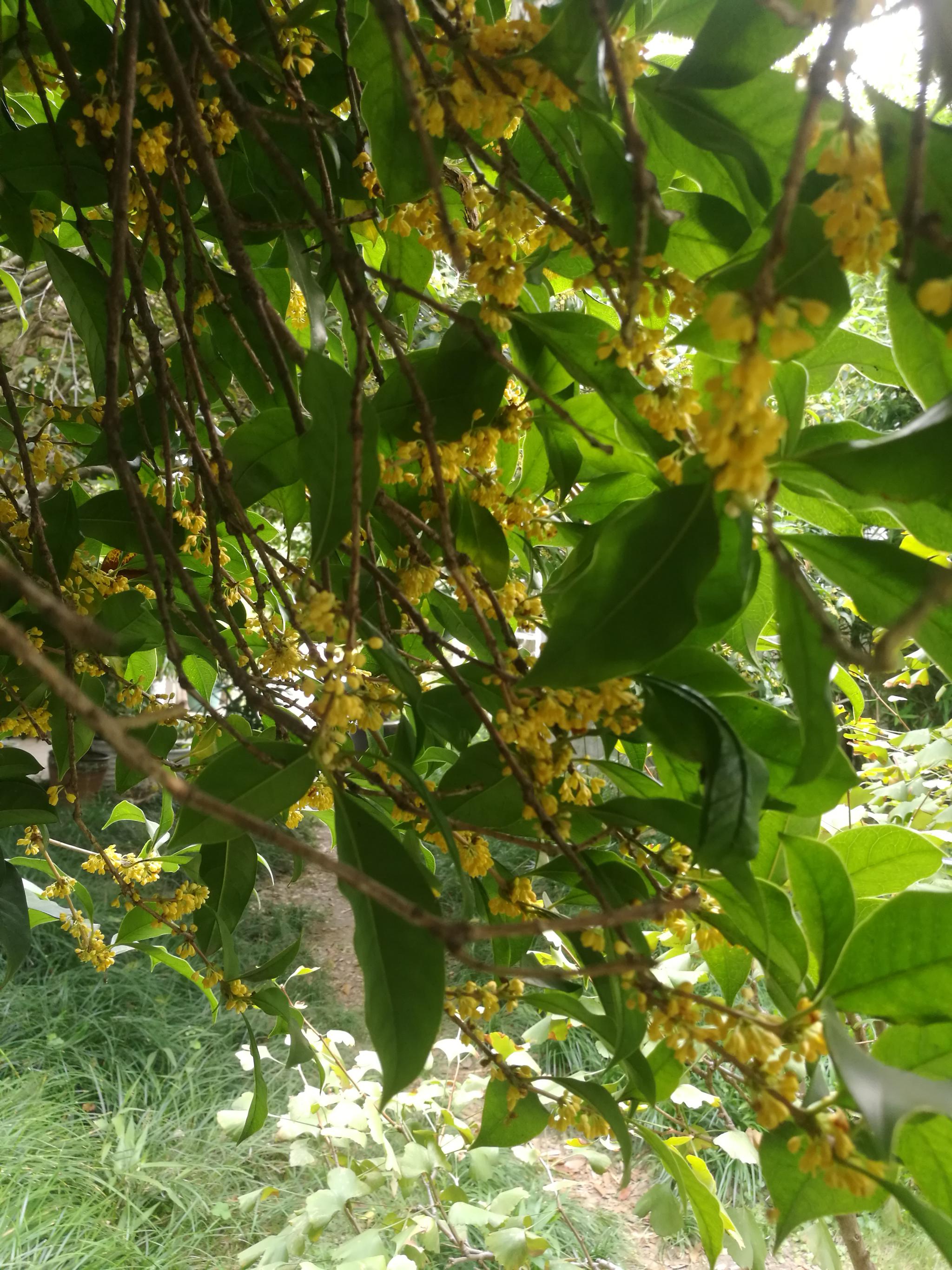 百年桂花金桂飘香让人流连忘返