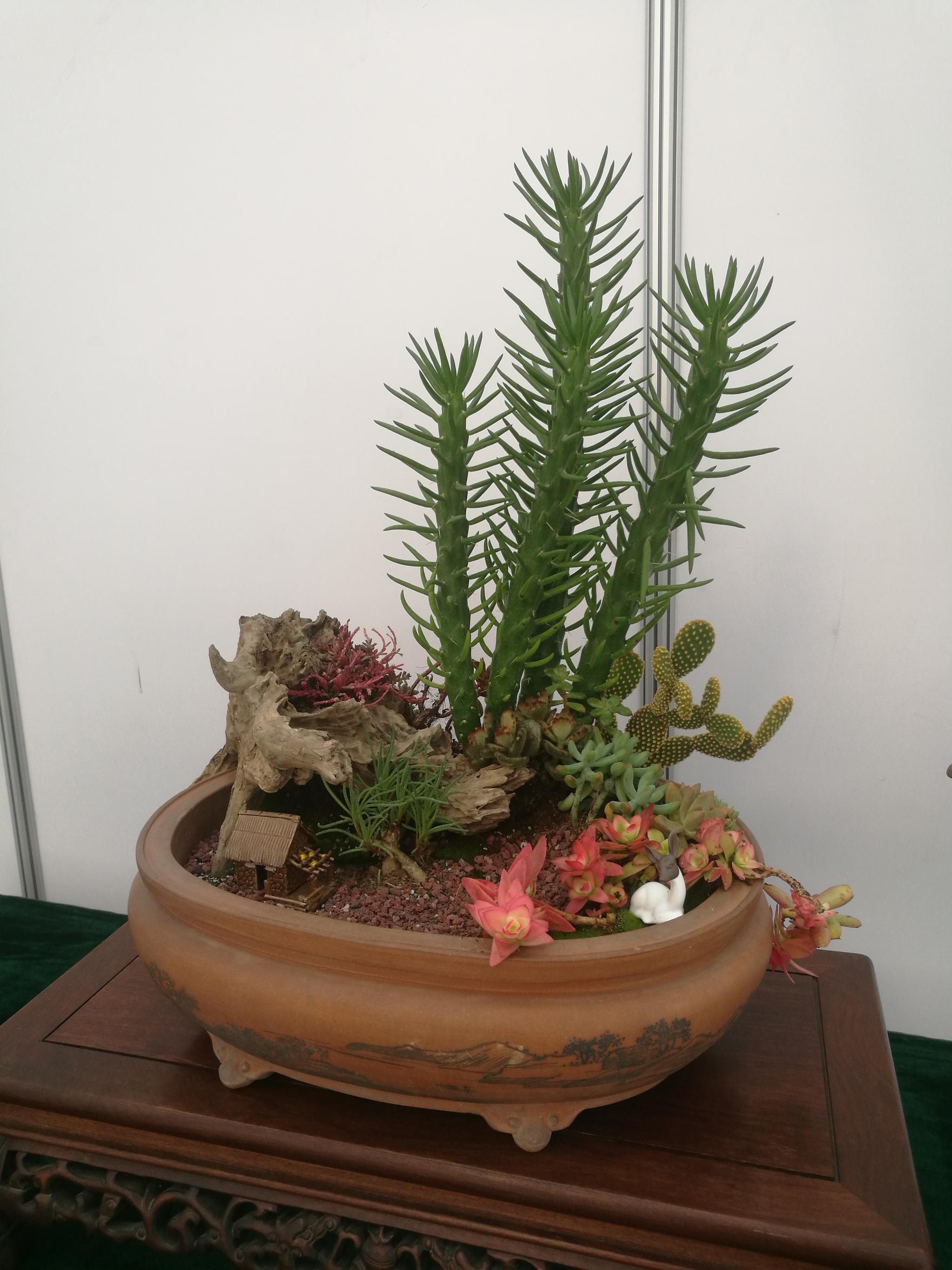 全国盆栽艺术作品邀请展作品欣赏