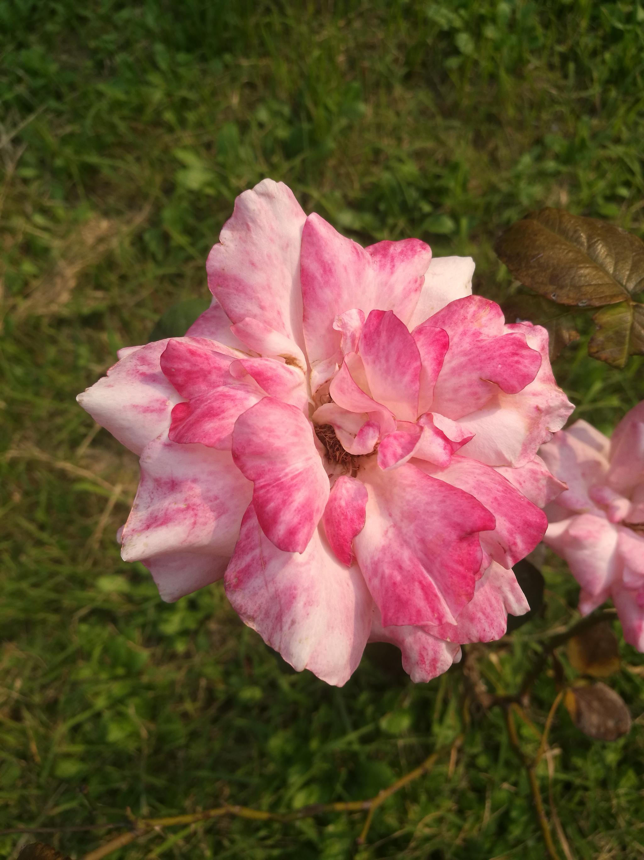 月季一枝独秀|花姿|月季花|月季_新浪新闻