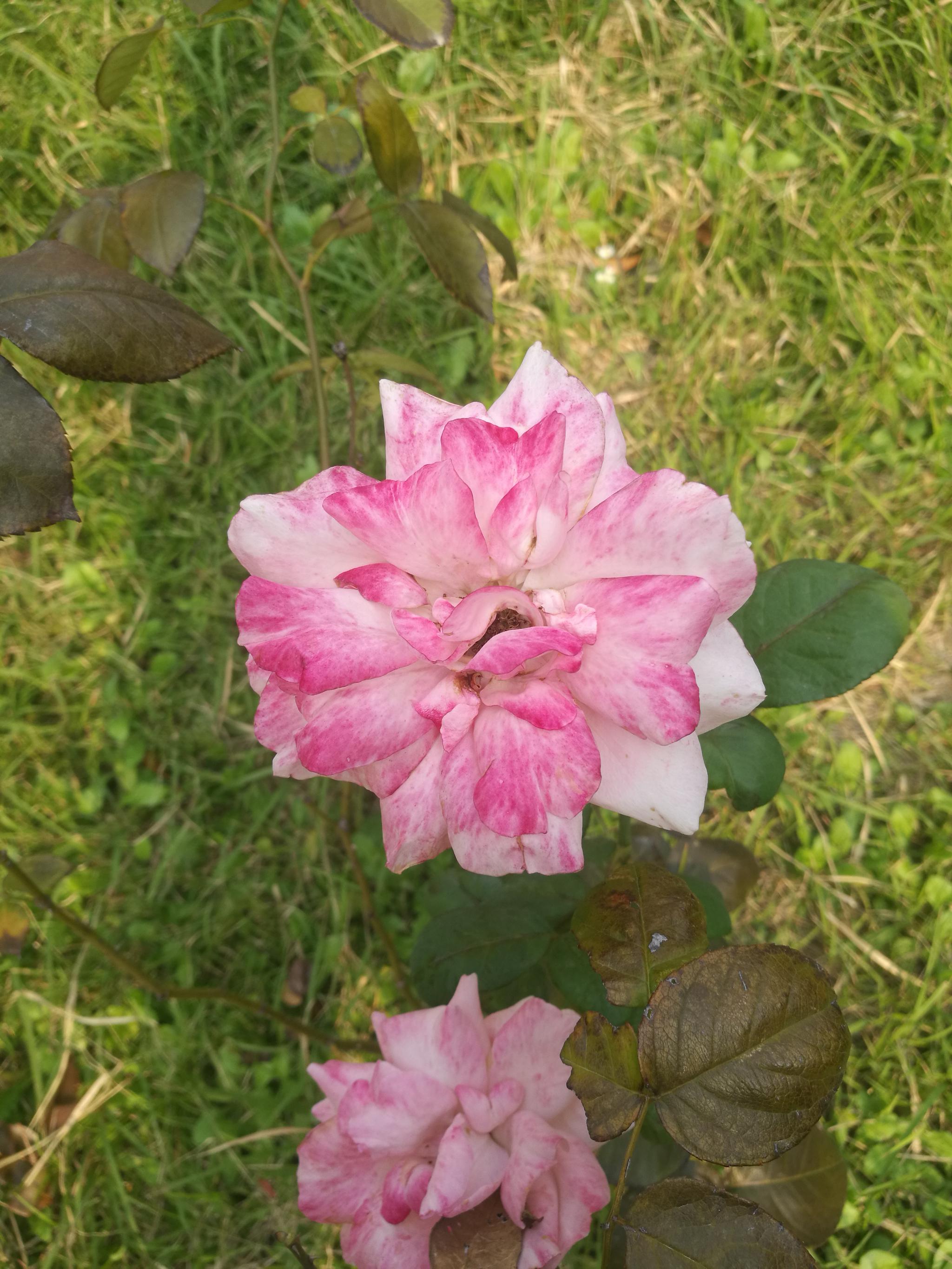 月季一枝独秀|花姿|月季花|月季_新浪新闻