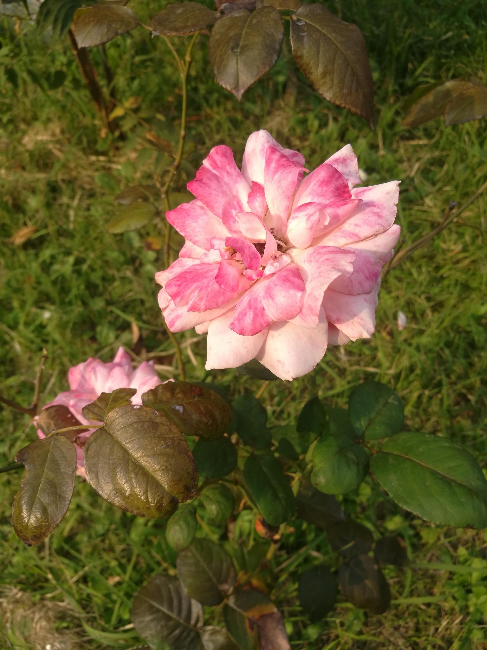 月季一枝独秀|花姿|月季花|月季_新浪新闻