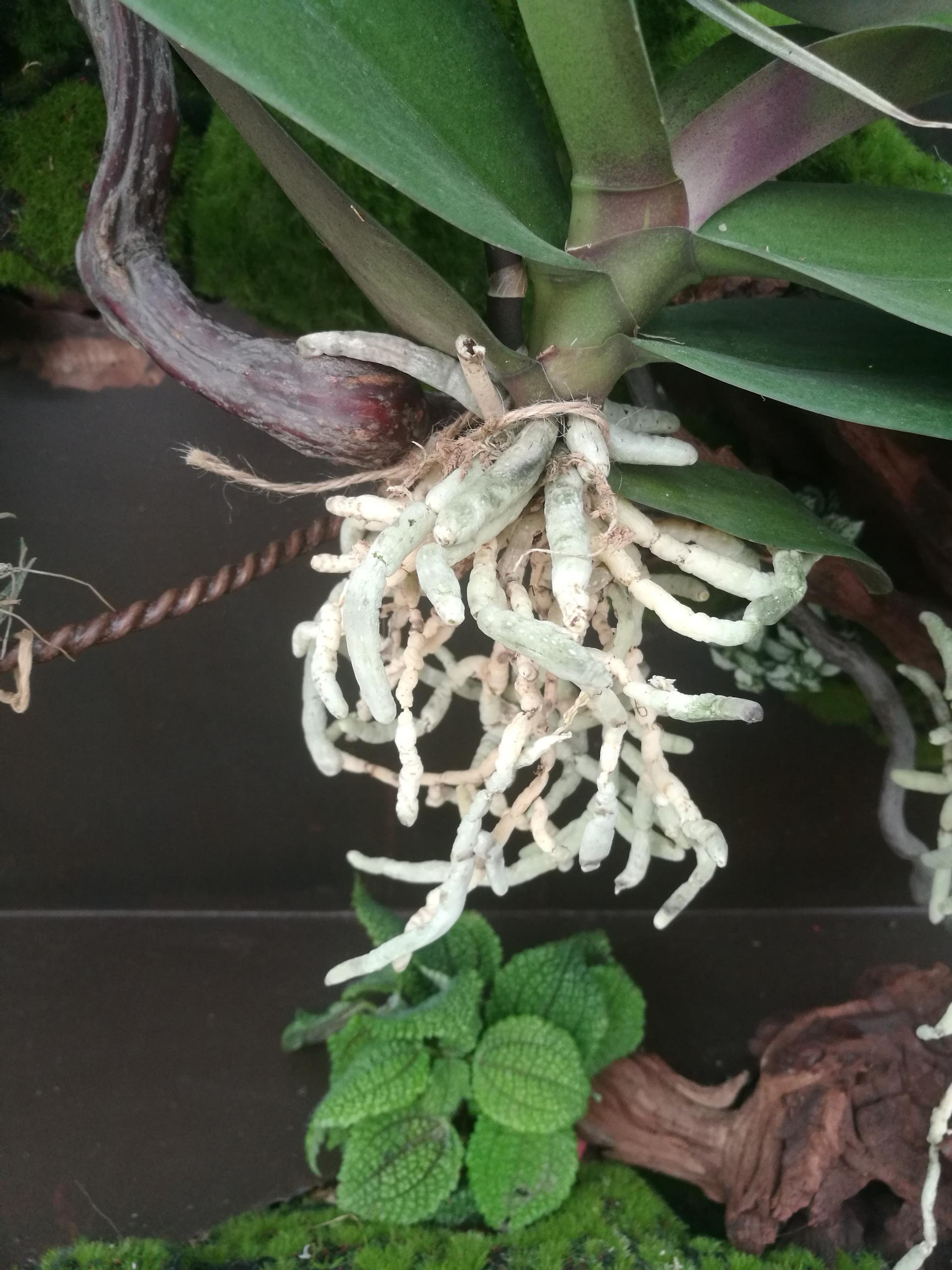 盆栽艺术大赛作品"根"|椒草|长寿花|凤梨_新浪新闻