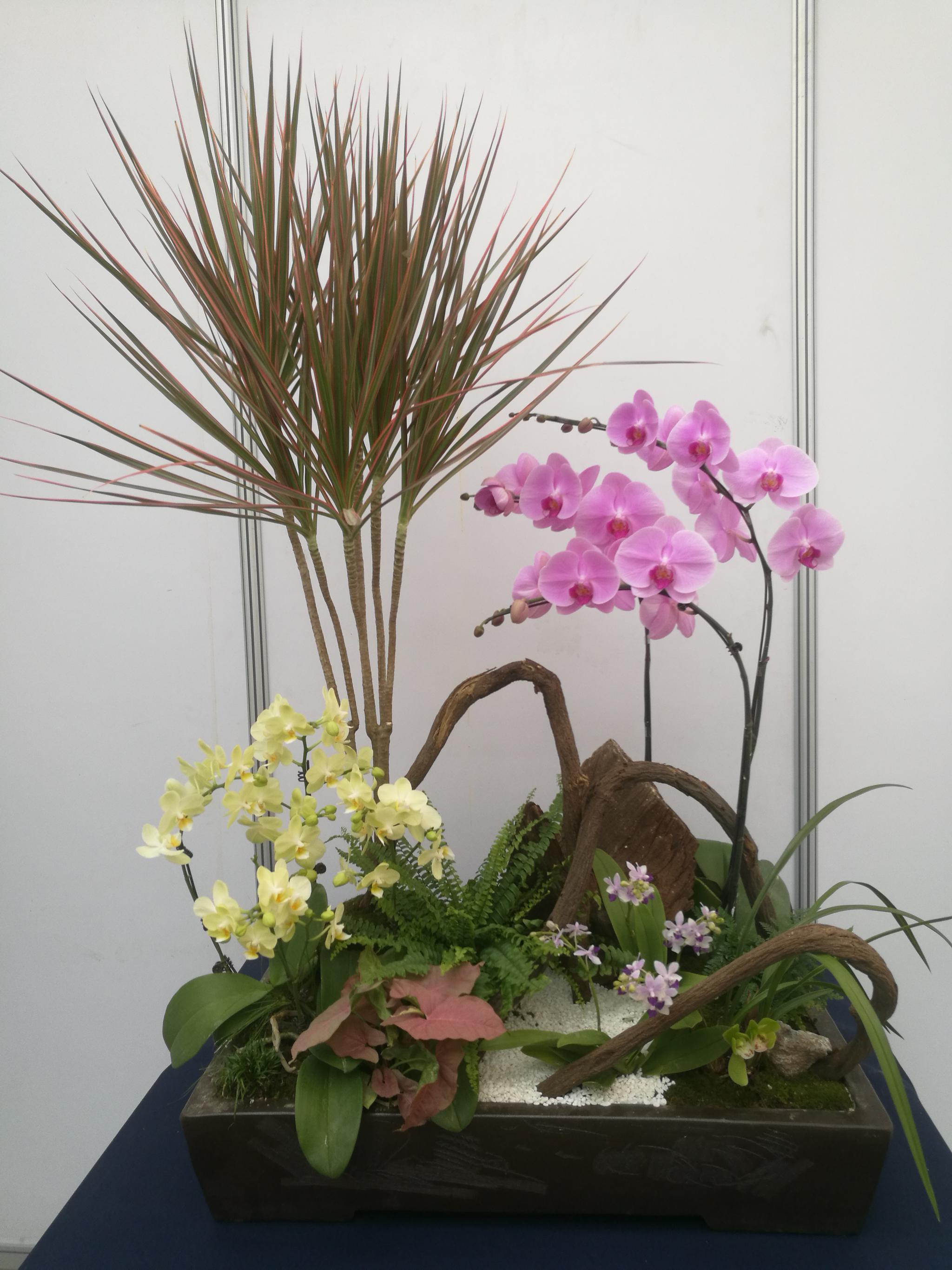 蝴蝶兰盆栽欣赏