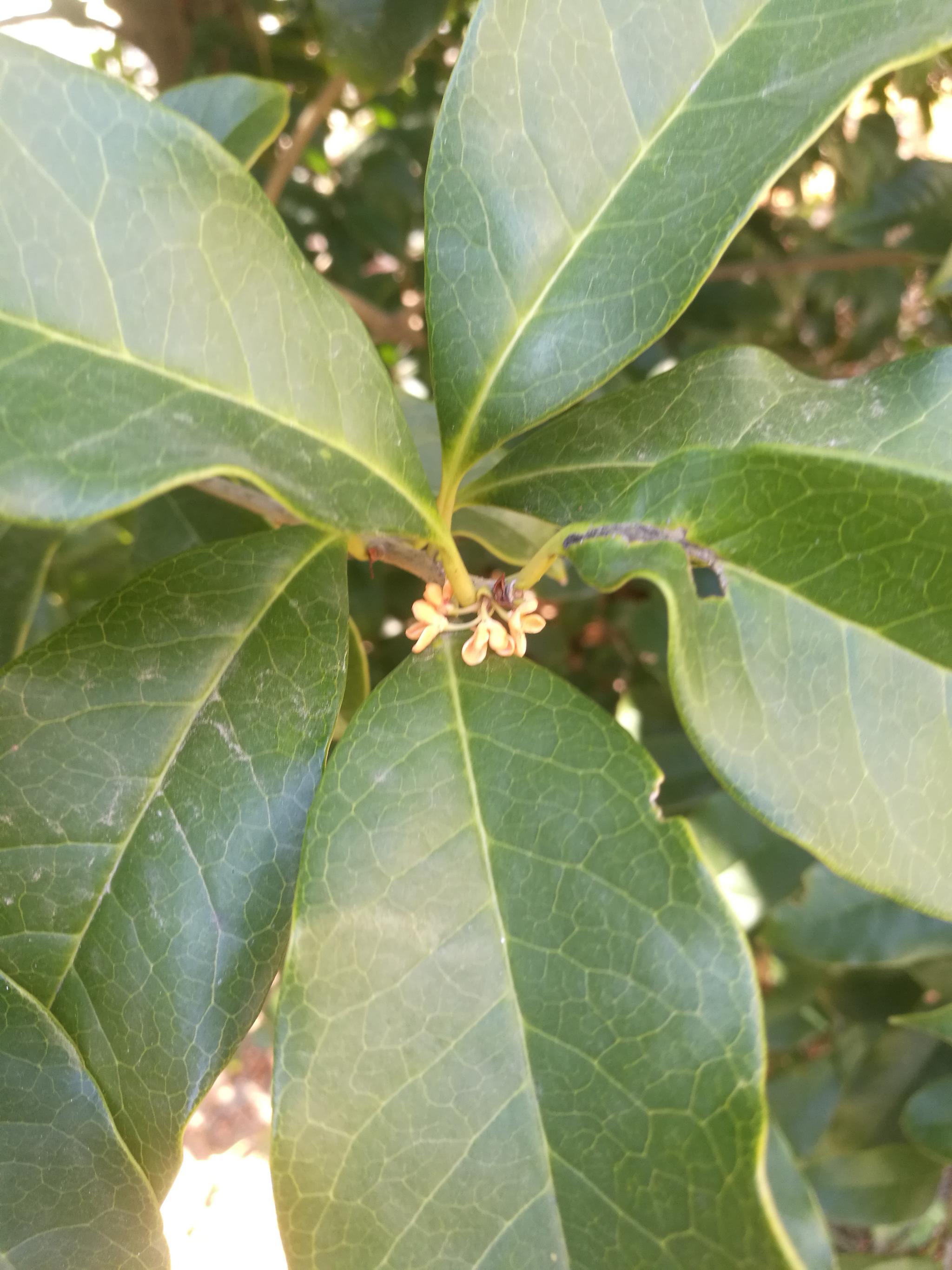 秋风瑟瑟一地丹桂