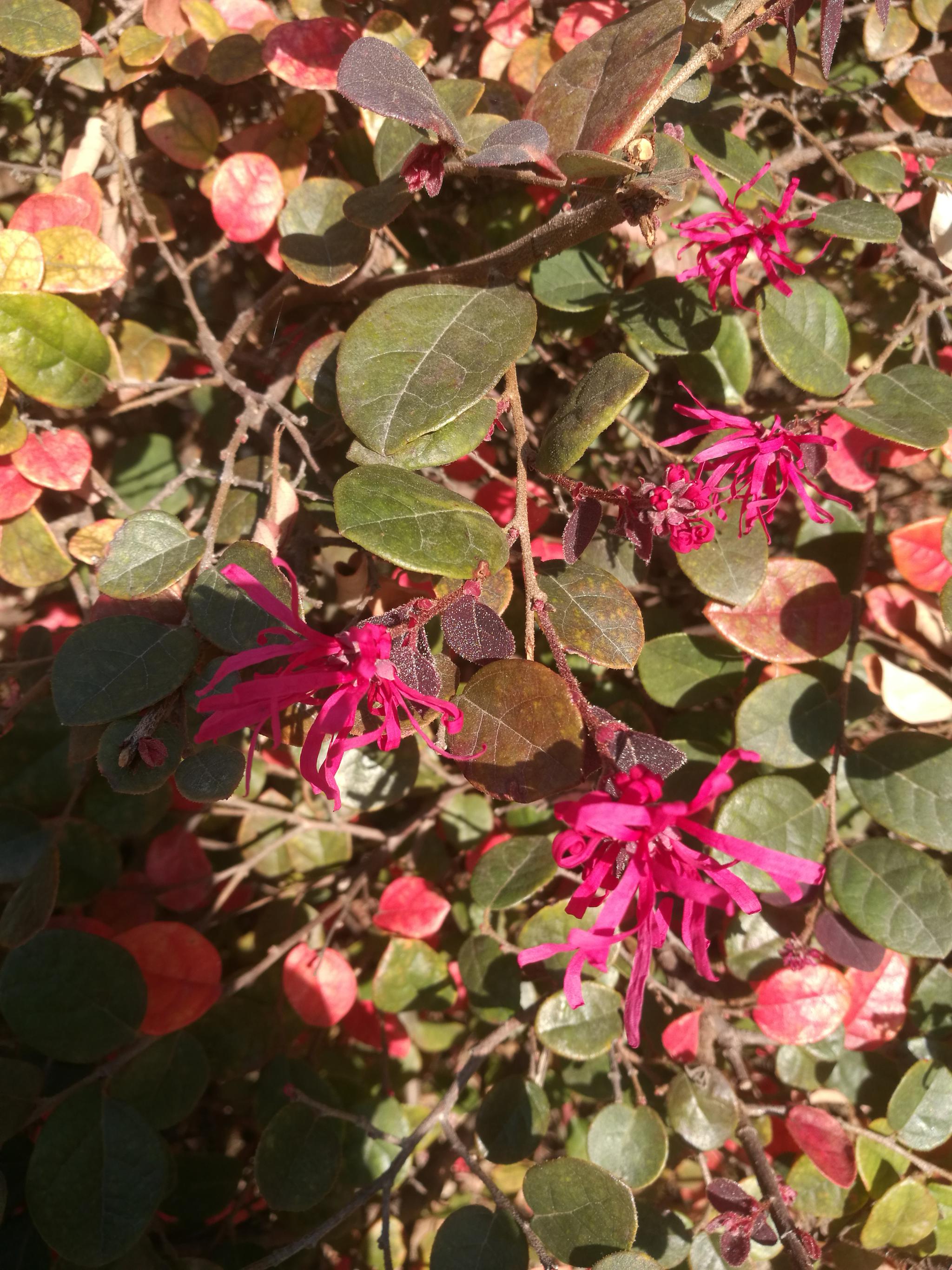 红花檵木(红花檵木读音)