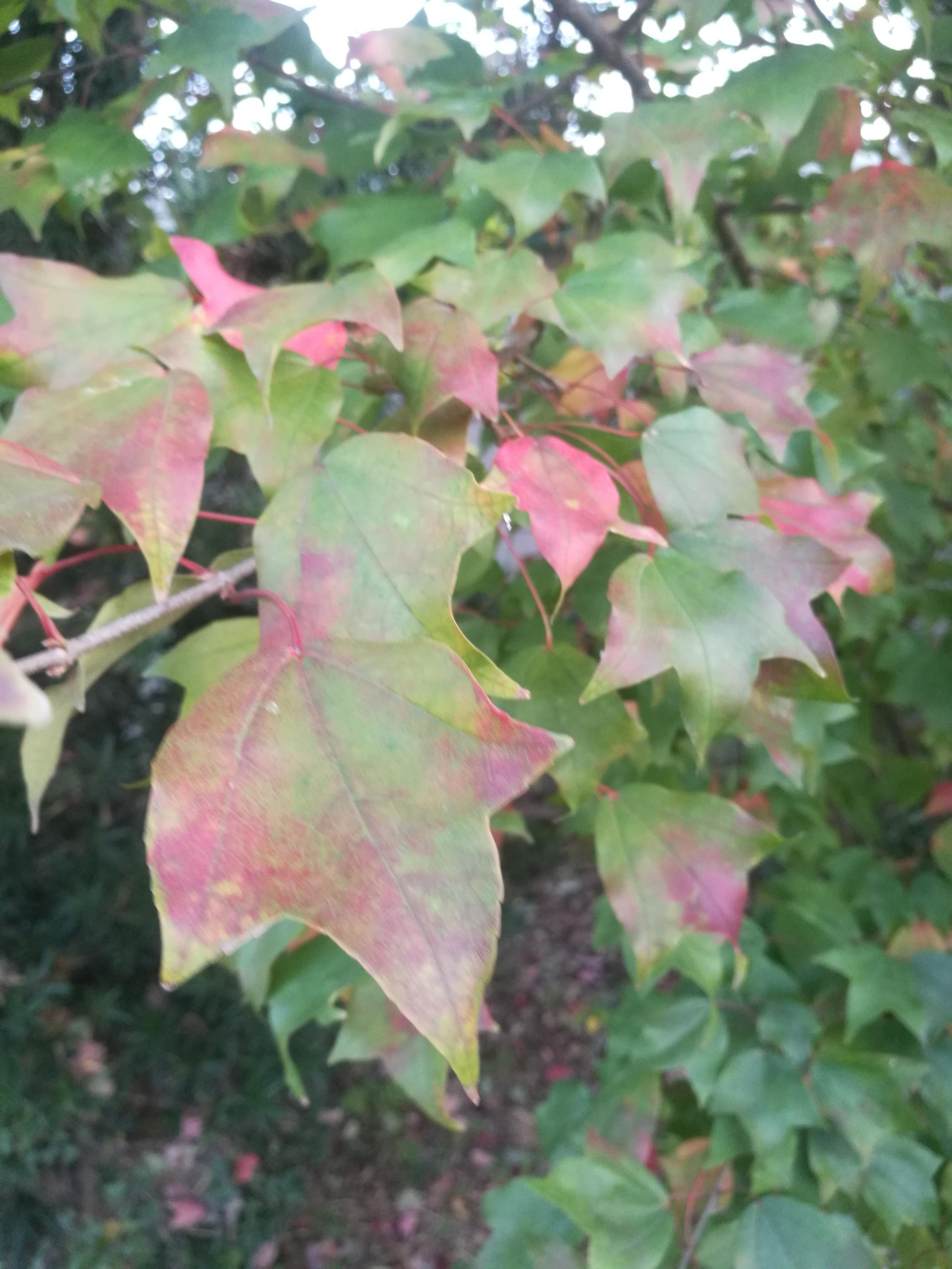 美丽的三角枫红绿相间