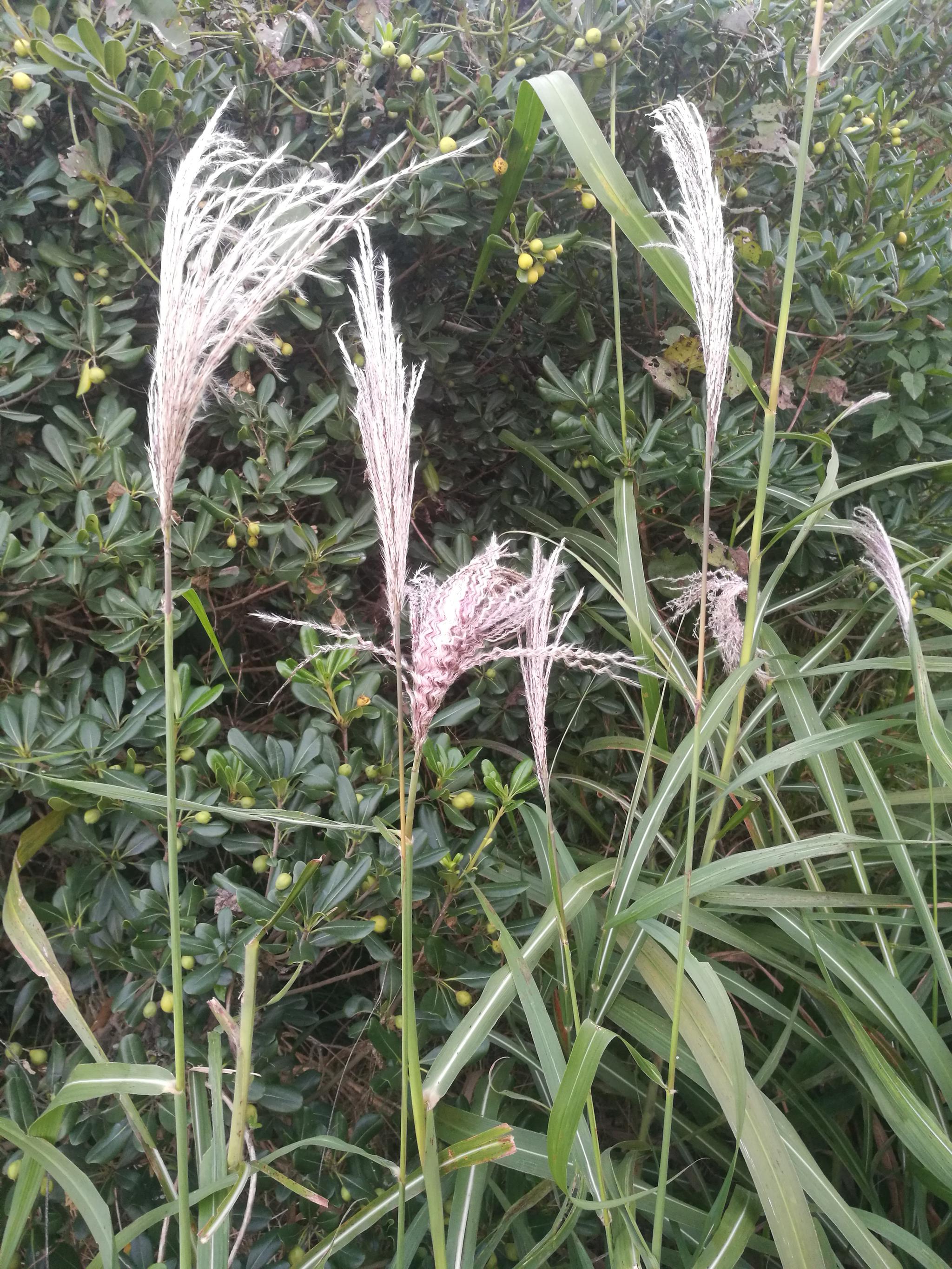 红柴美随风起舞