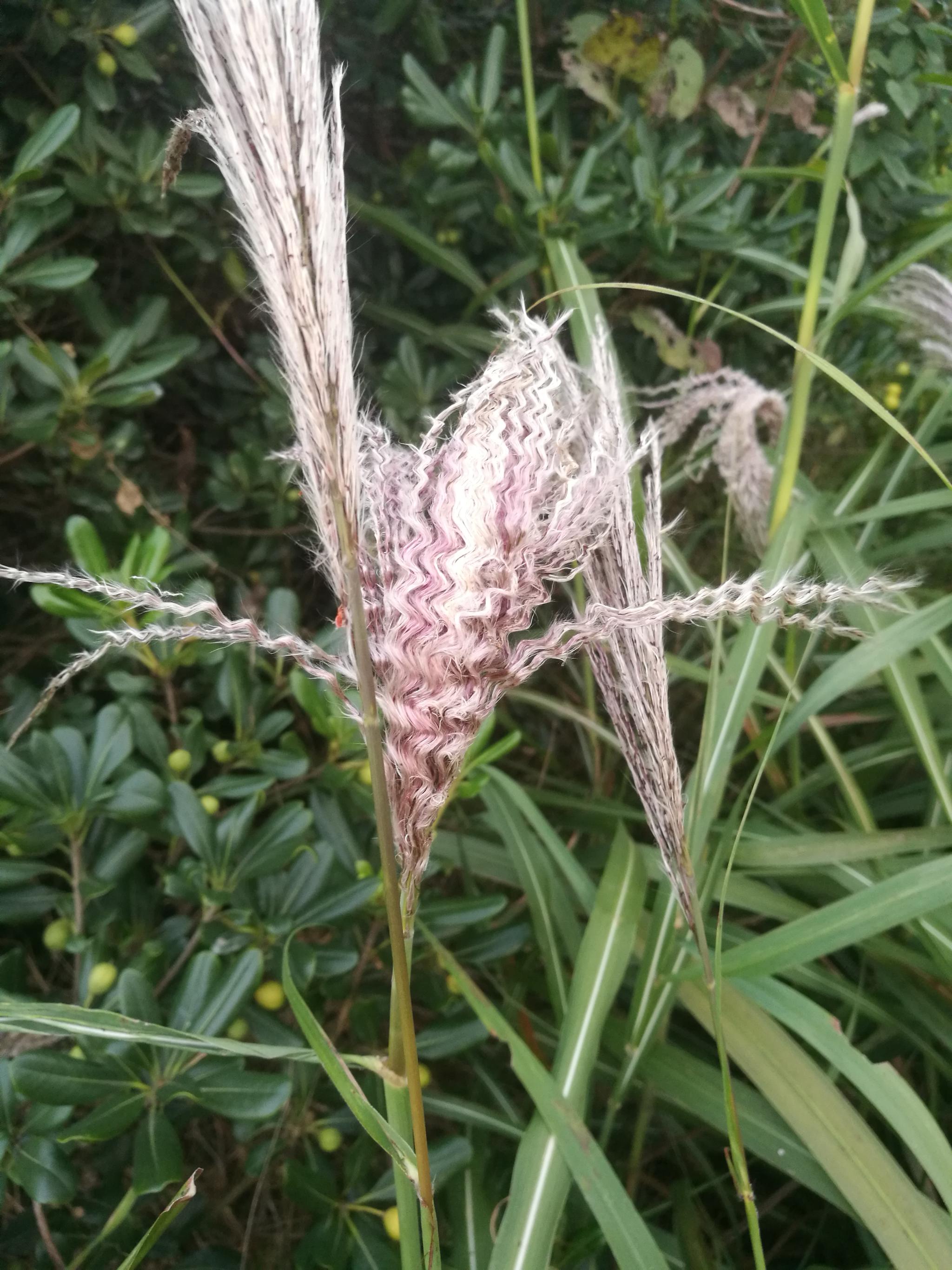 红柴美随风起舞