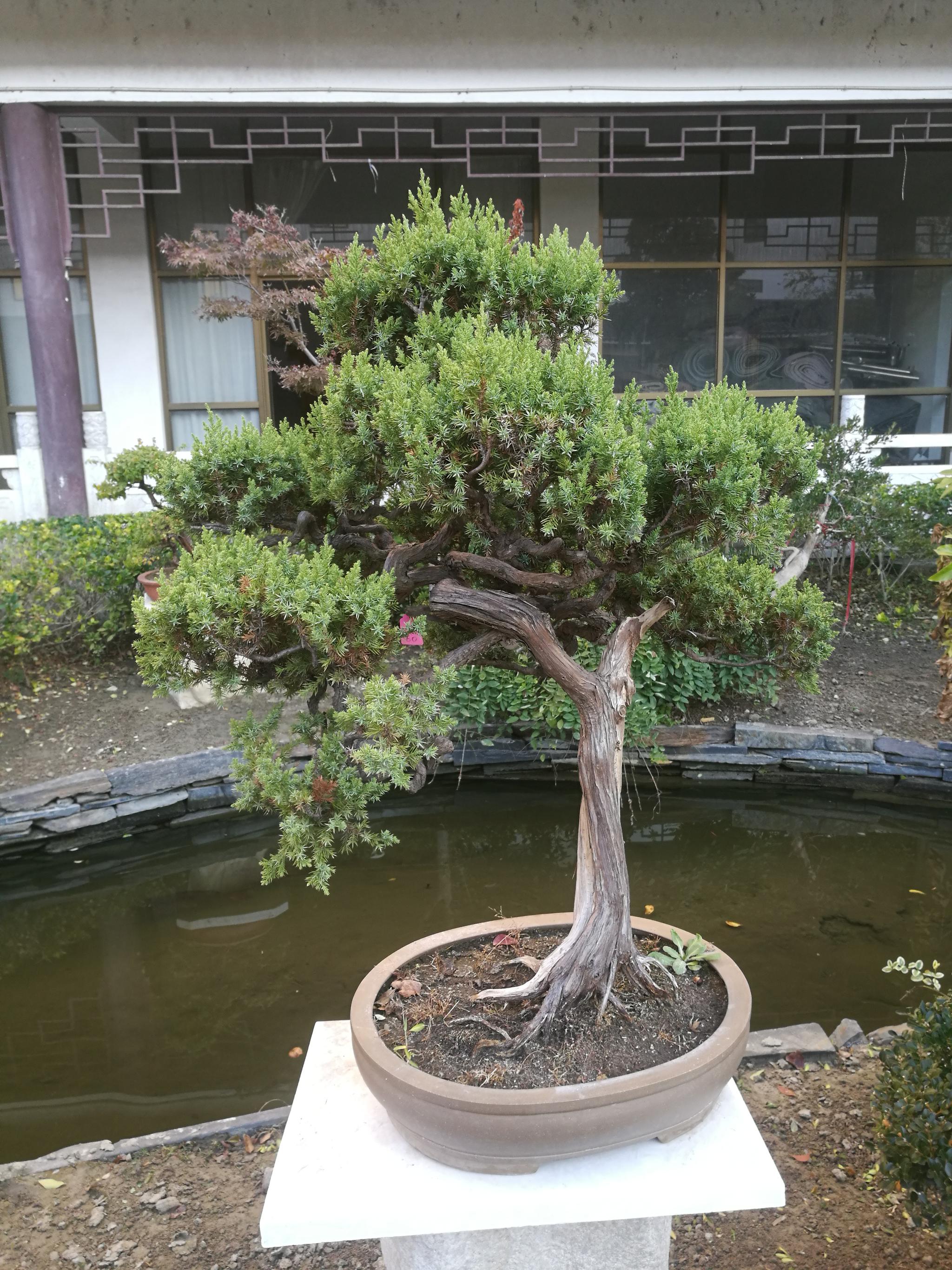 绿园刺柏盆景,苍劲有力.