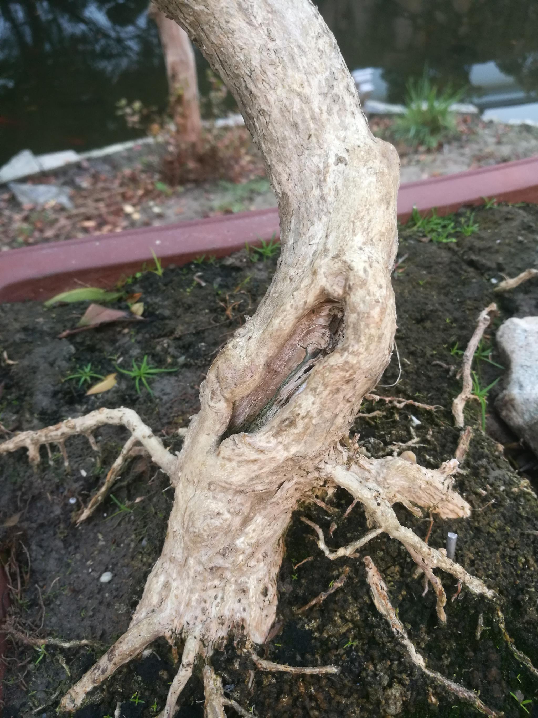 绿园黄杨盆景,母子秀风景.