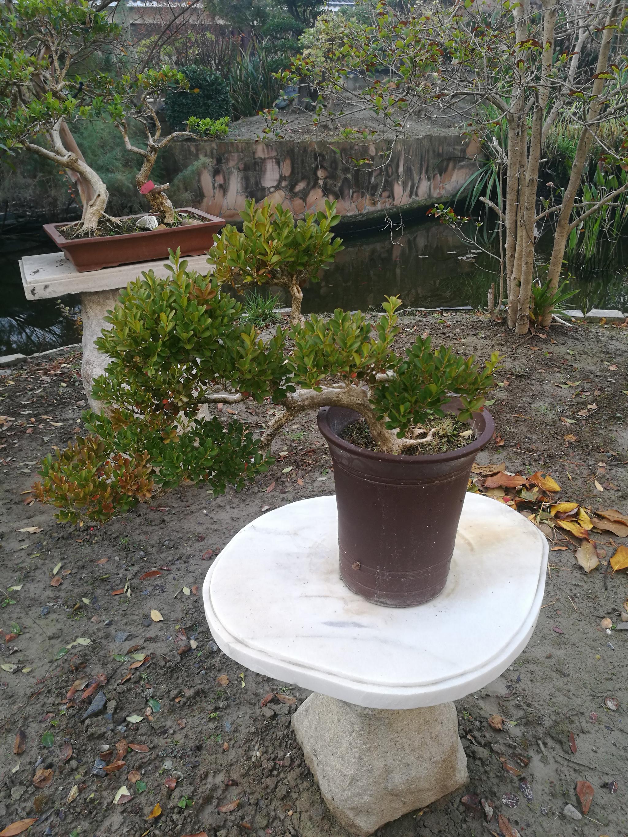 绿园黄杨小盆景,小巧精致.