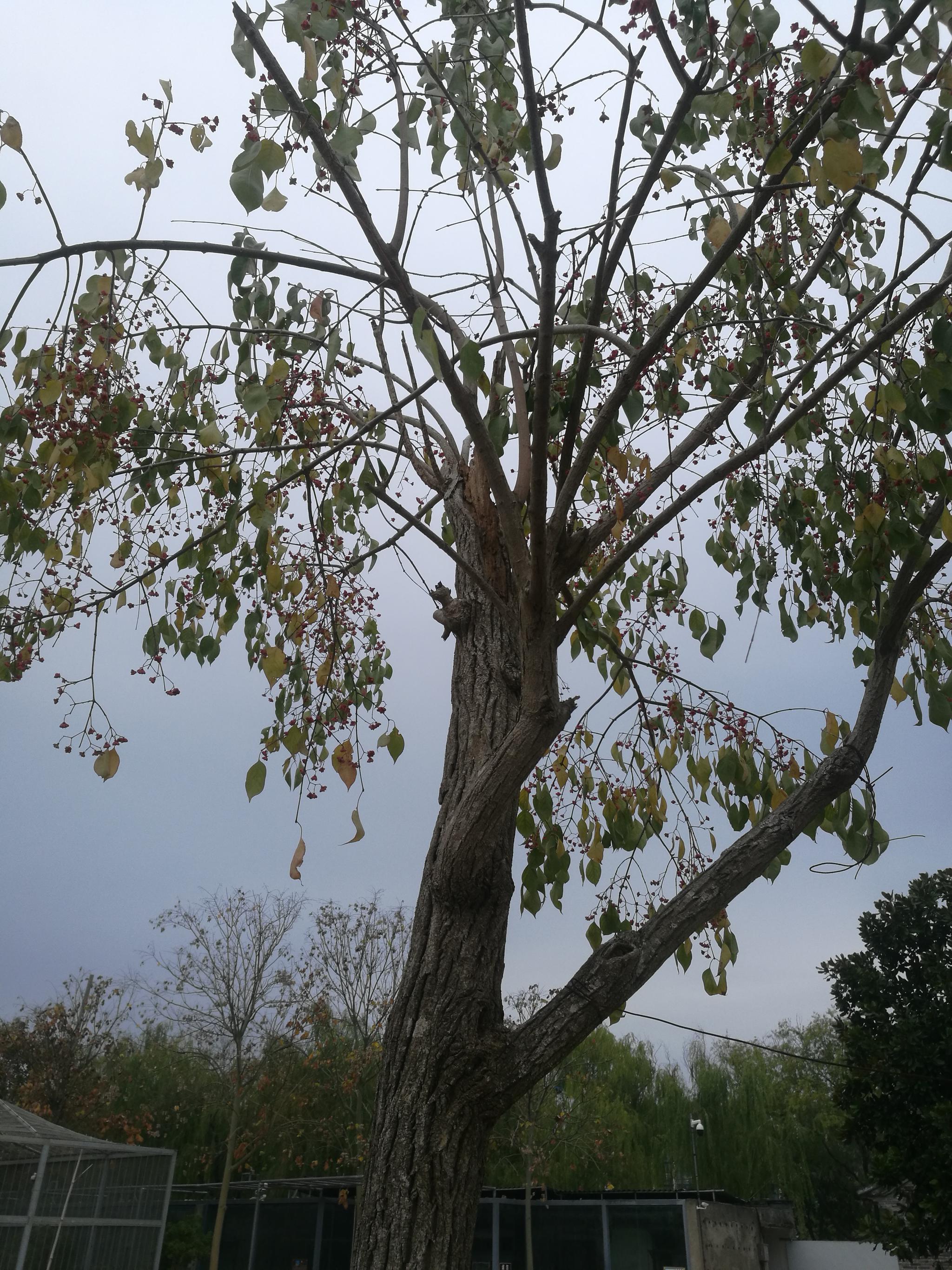 红色小点心,树名叫白杜.