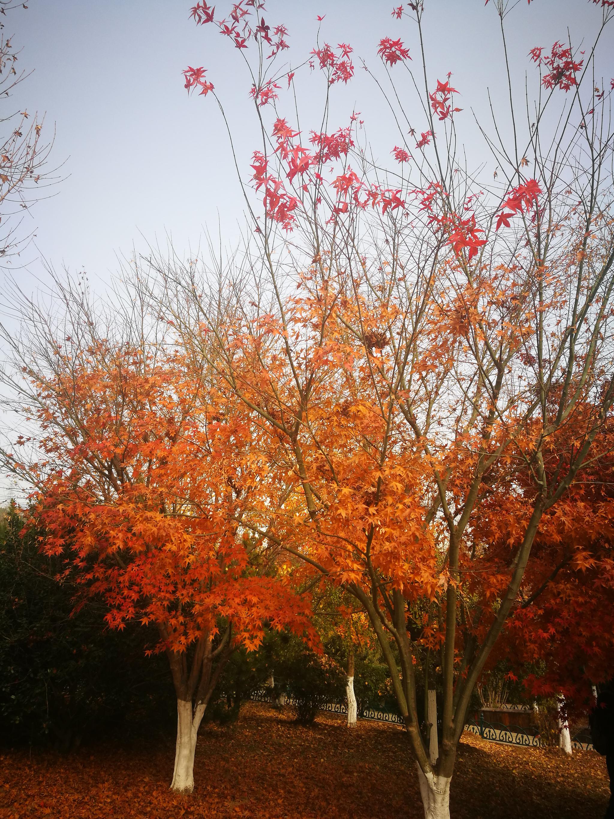 【手机图集】深秋枫树 特别声明:以上文章内容仅代表