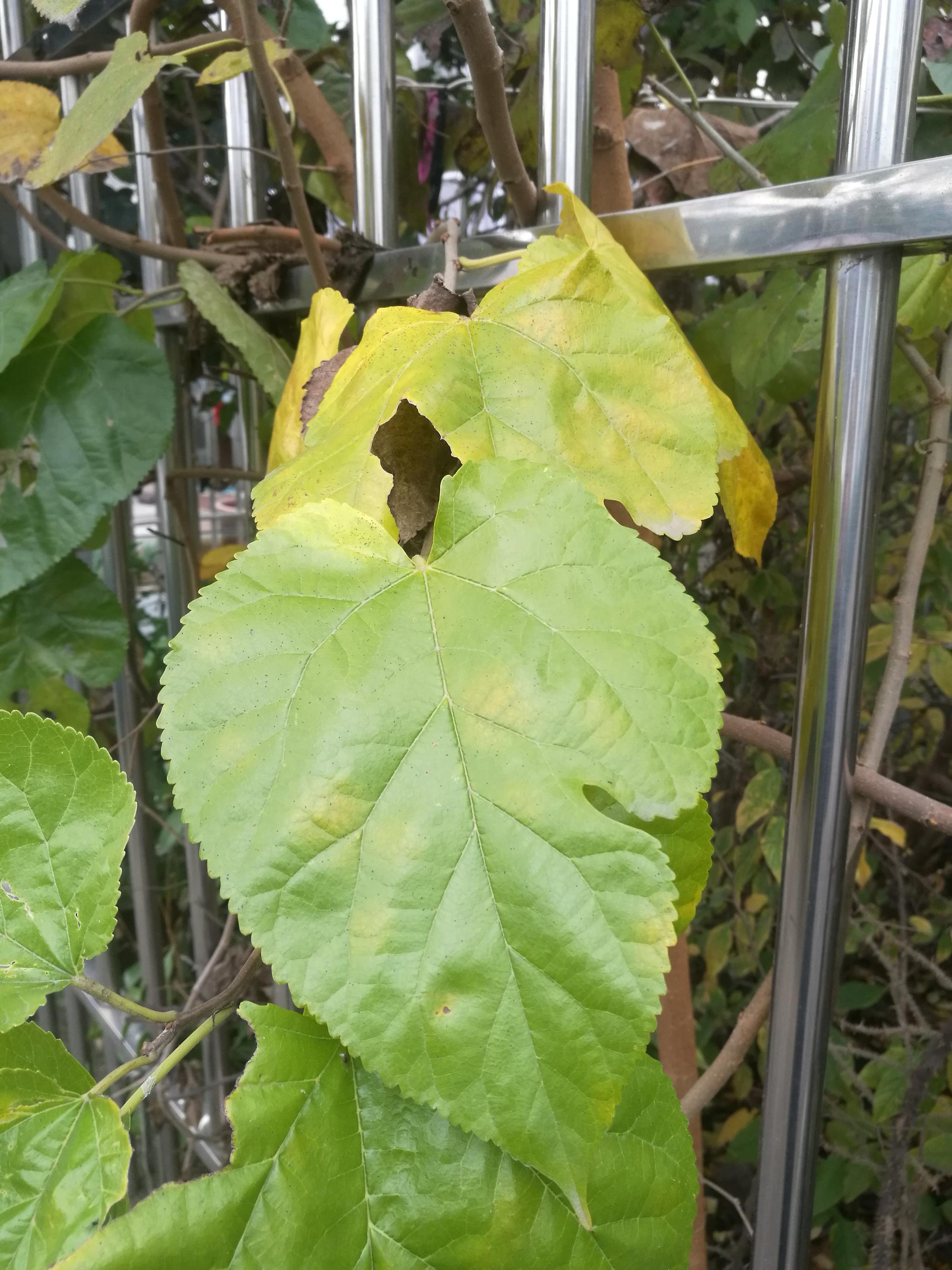 十月末的桑树叶,冷风吹,桑叶黄.