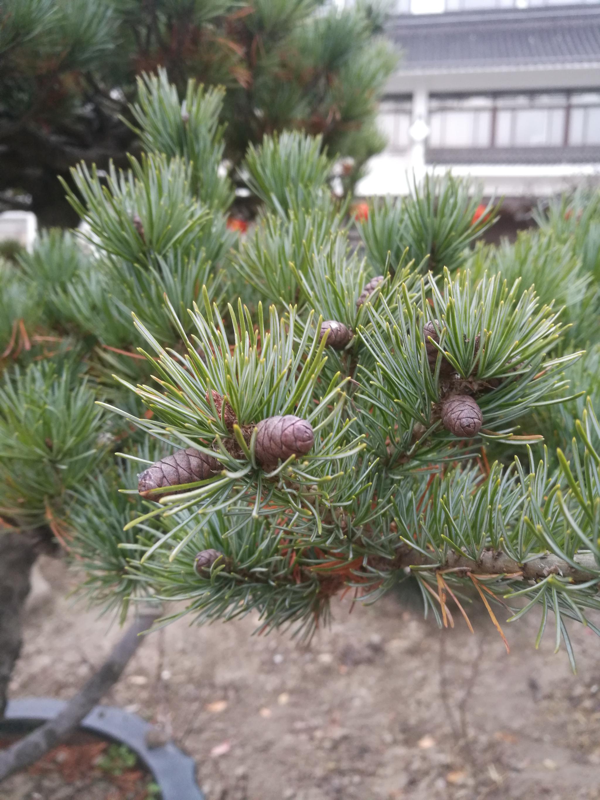 冬月初二,欣赏绿园的五针松盆景.|五针松|绿园|盆景_新浪新闻