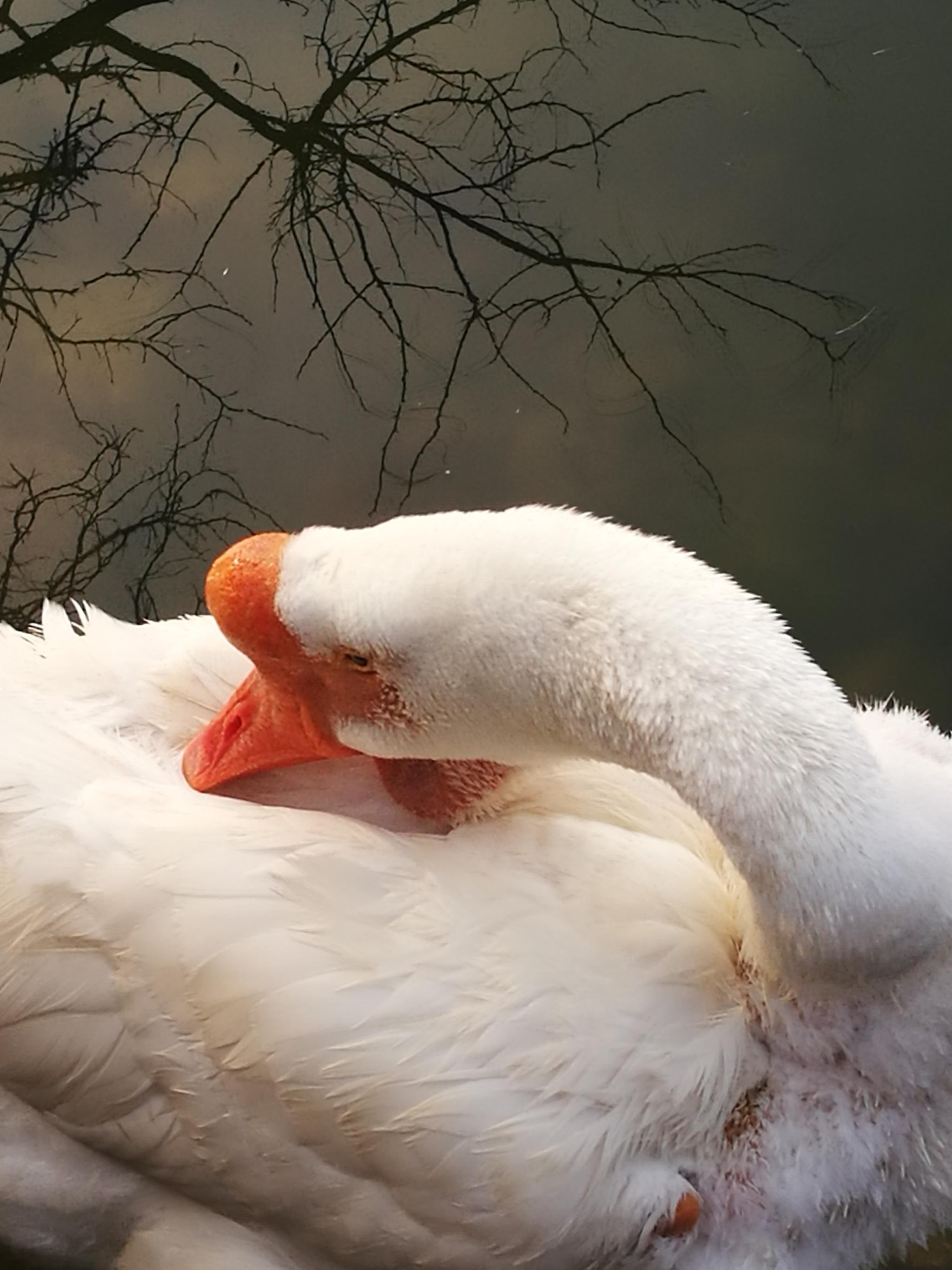 户外摄影图集 鹅