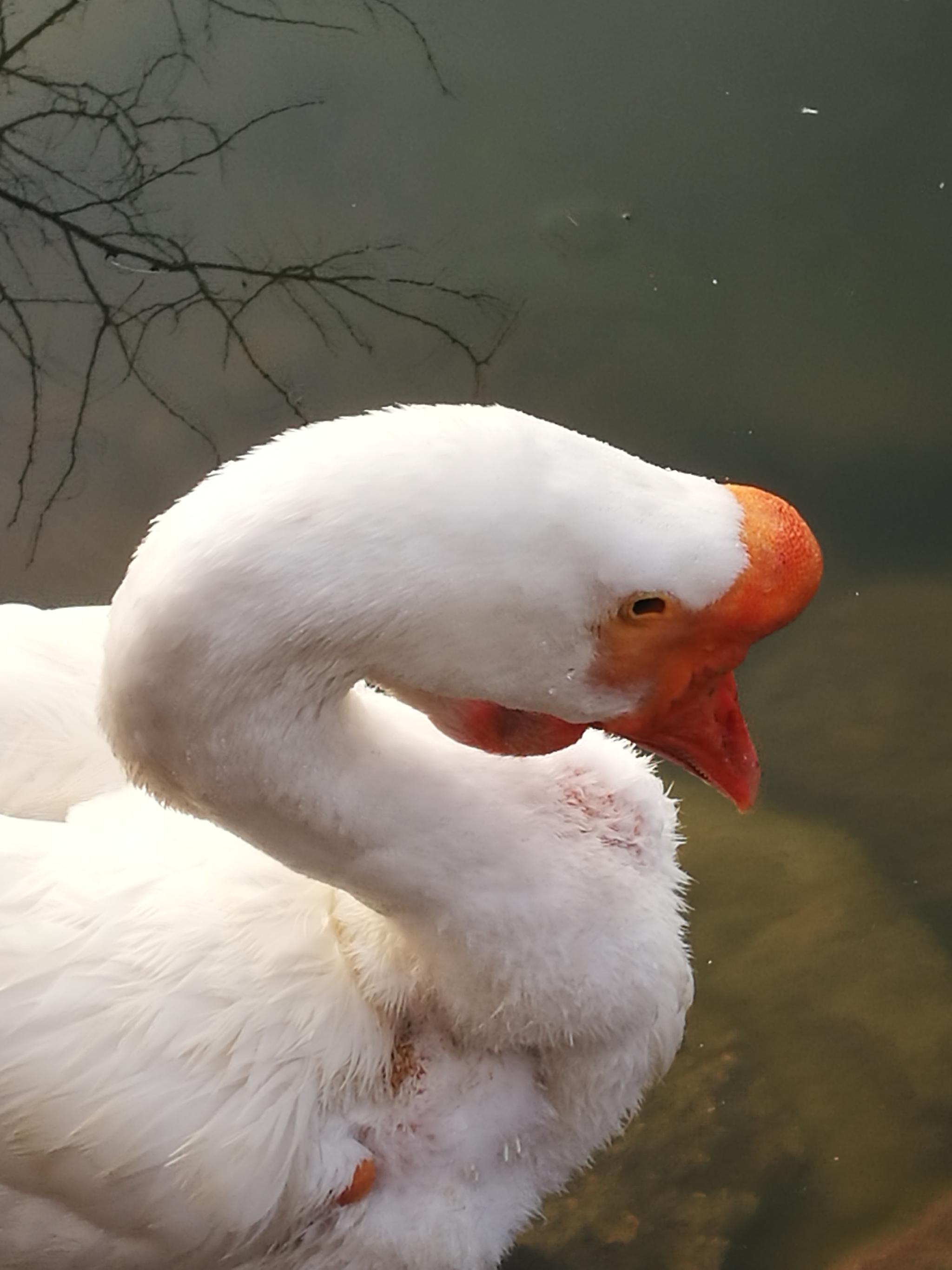 户外摄影图集 鹅