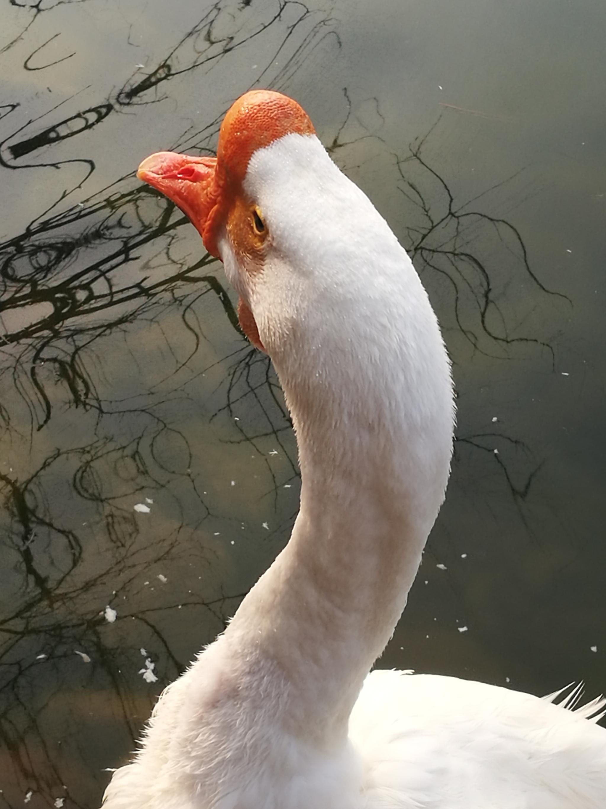 户外摄影图集 鹅