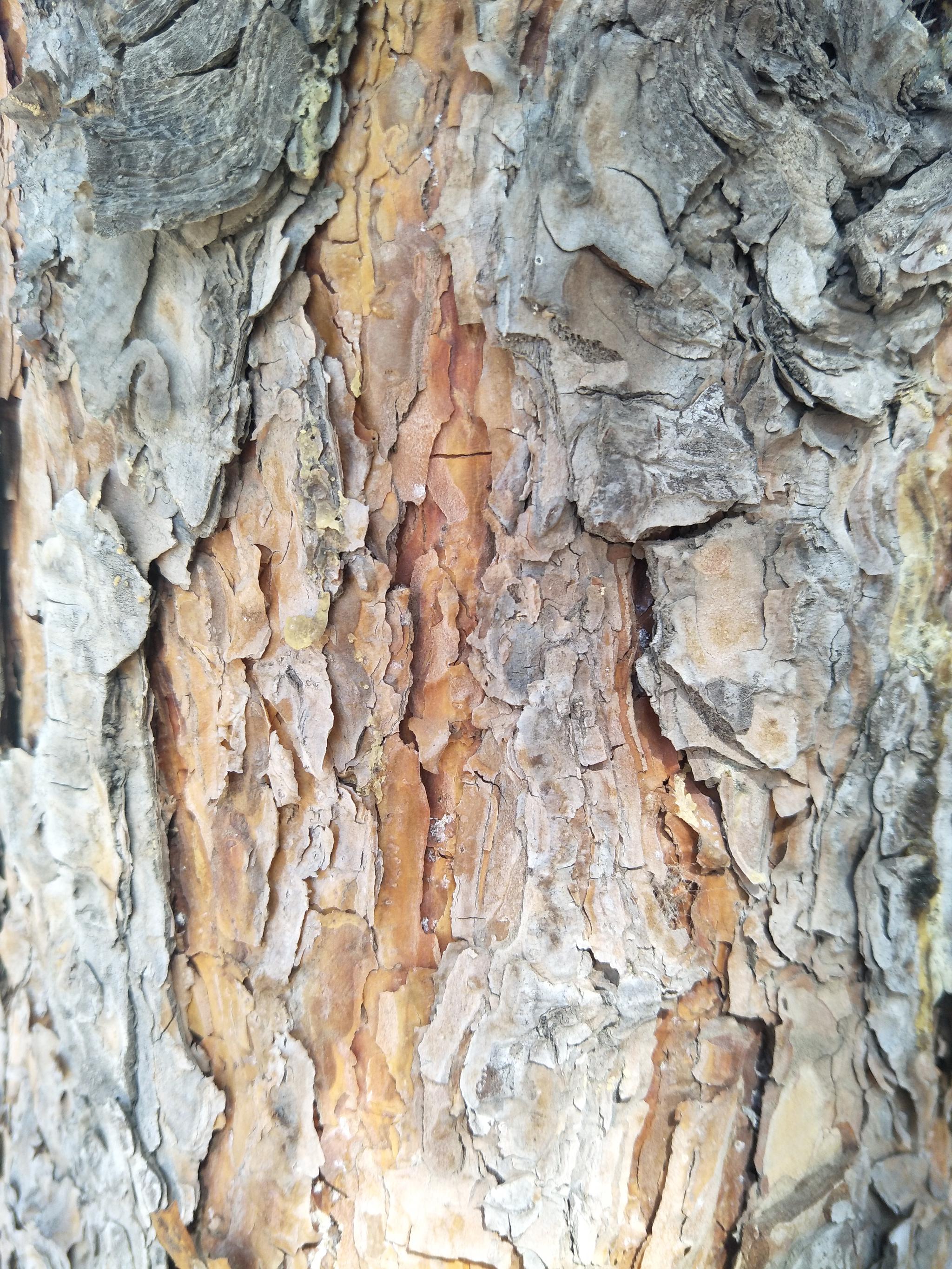 春天马尾松的树皮,原创摄影|马尾松|树皮|摄影_新浪新闻