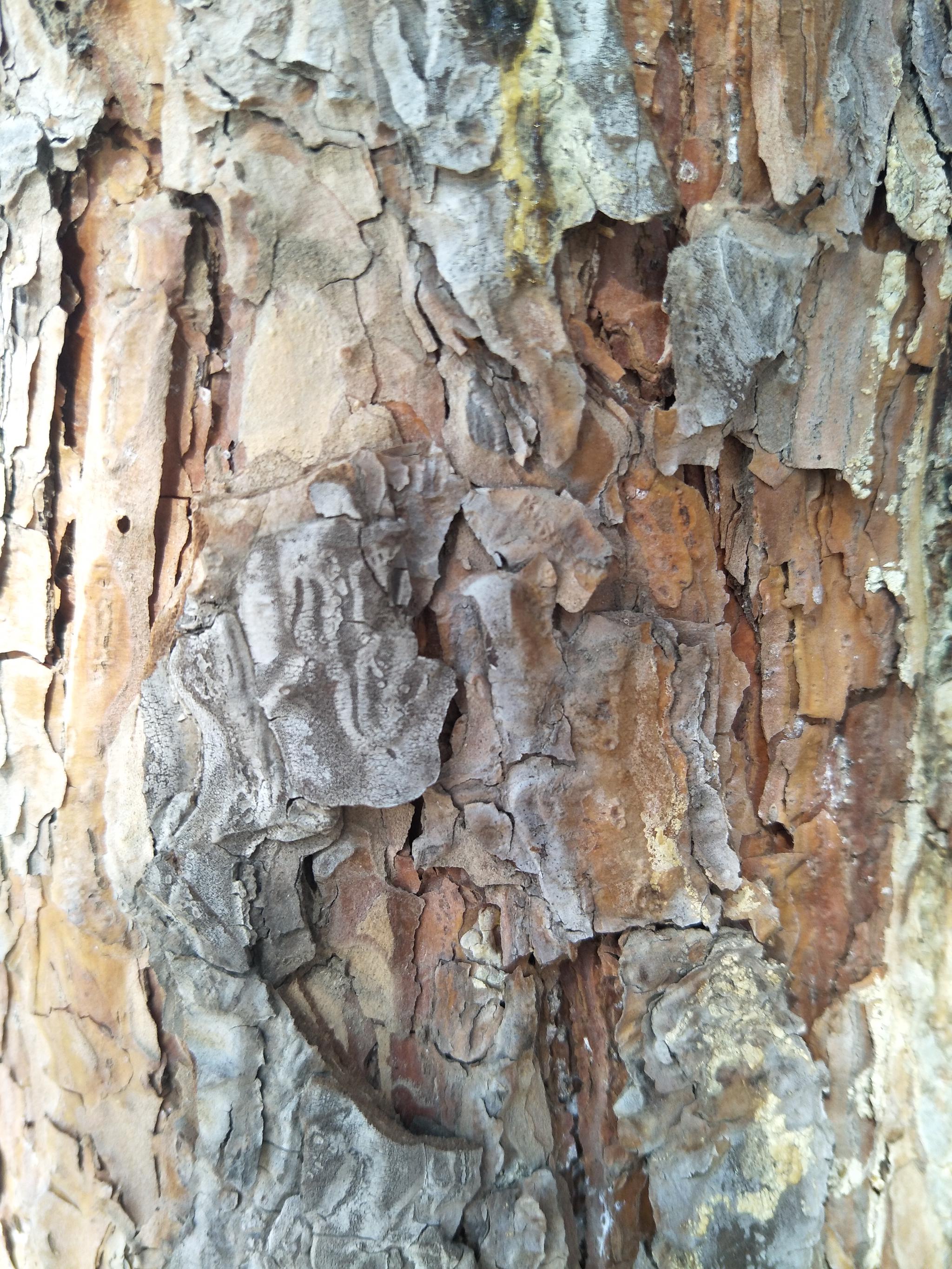 春天马尾松的树皮原创摄影