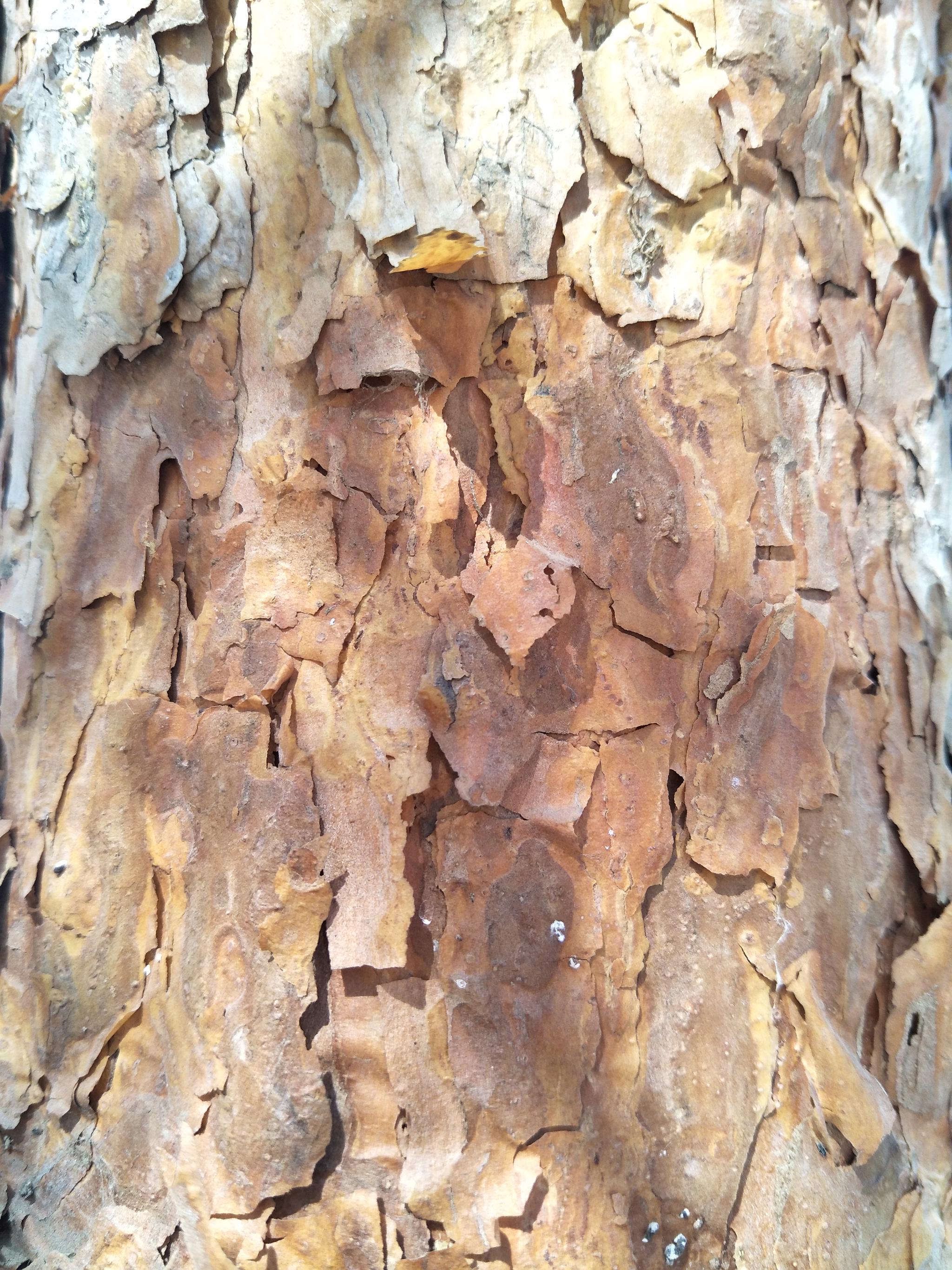 春天马尾松的树皮,原创摄影|马尾松|树皮|摄影_新浪新闻