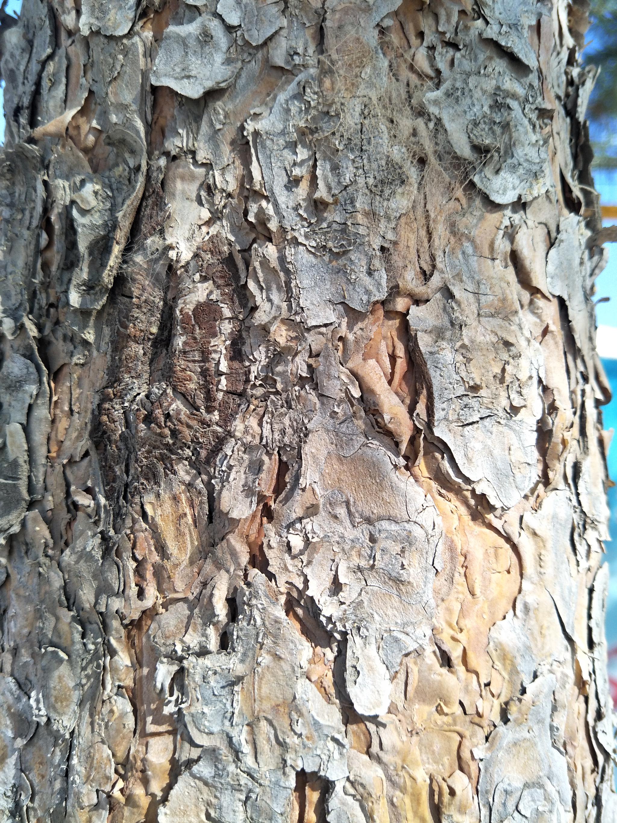 春天马尾松的树皮原创摄影