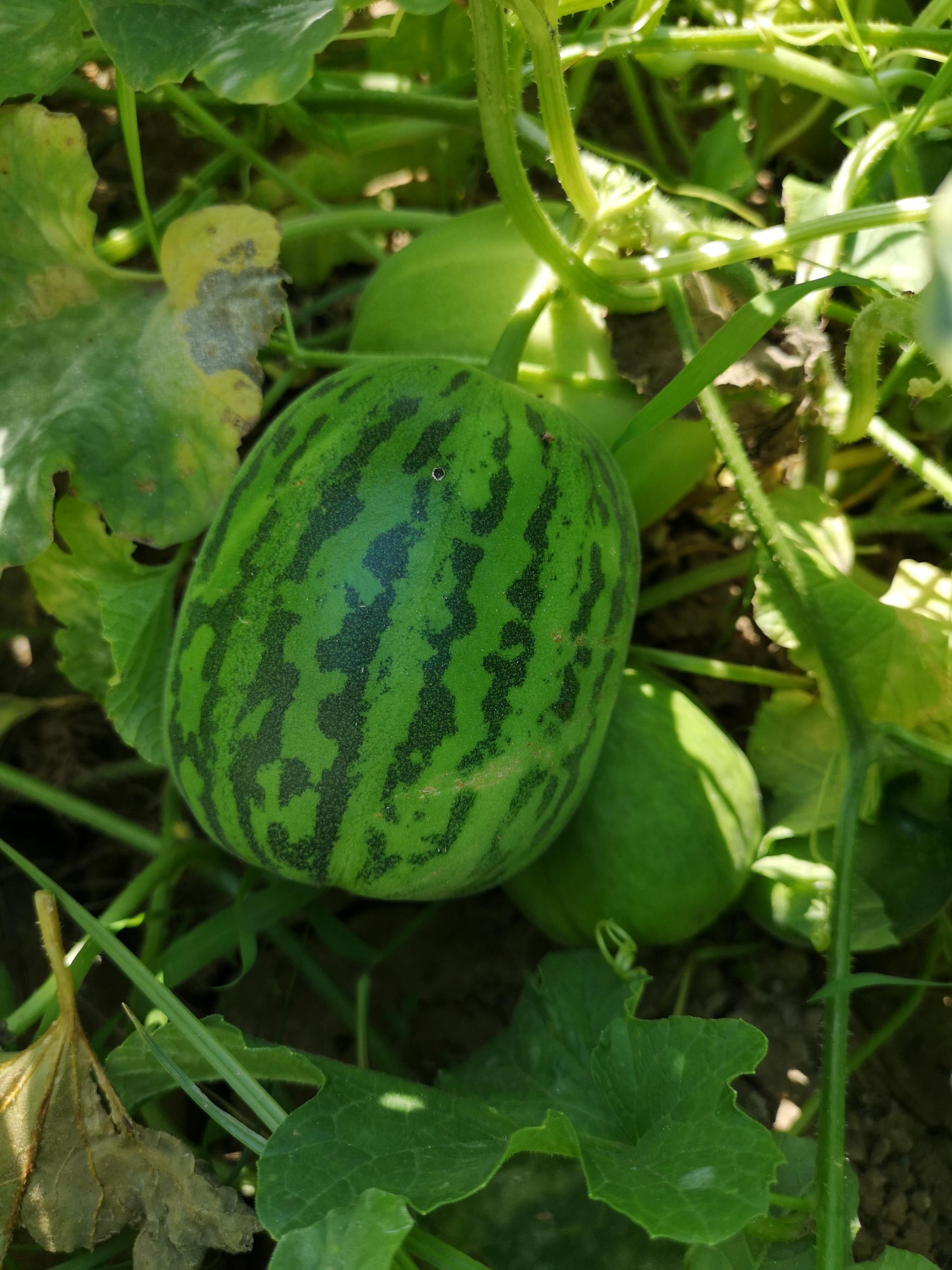 今日入伏,盛夏清热解毒,补充营养重要的水果—甜瓜