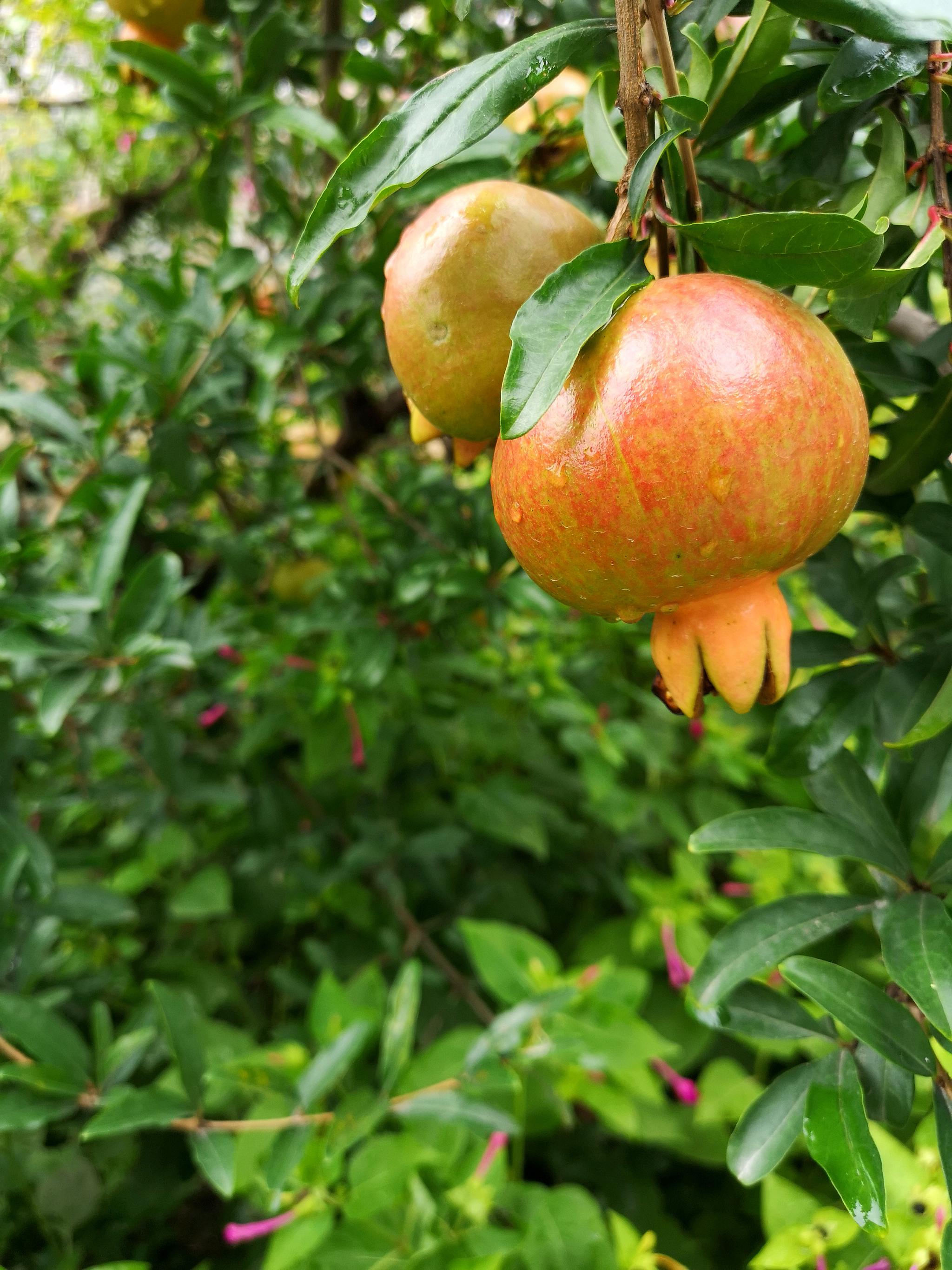 中国文化视为吉祥物多子多福的象征盛夏的石榴