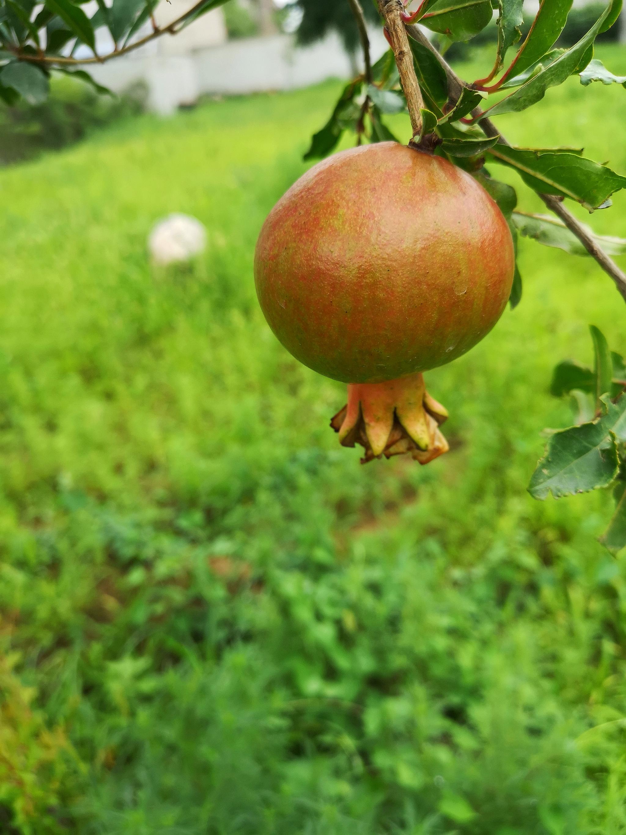 中国文化视为吉祥物多子多福的象征盛夏的石榴