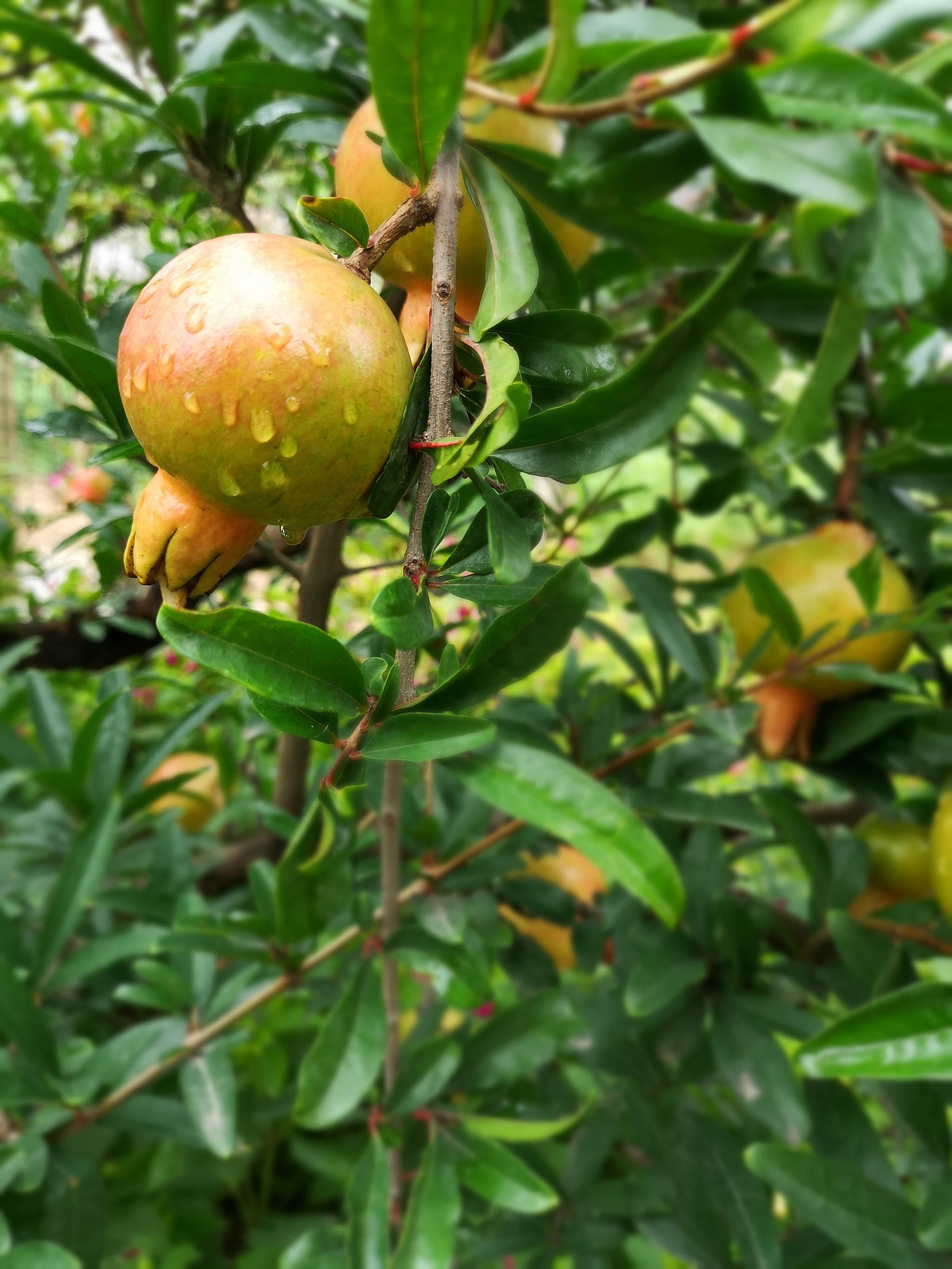 中国文化视为吉祥物多子多福的象征盛夏的石榴