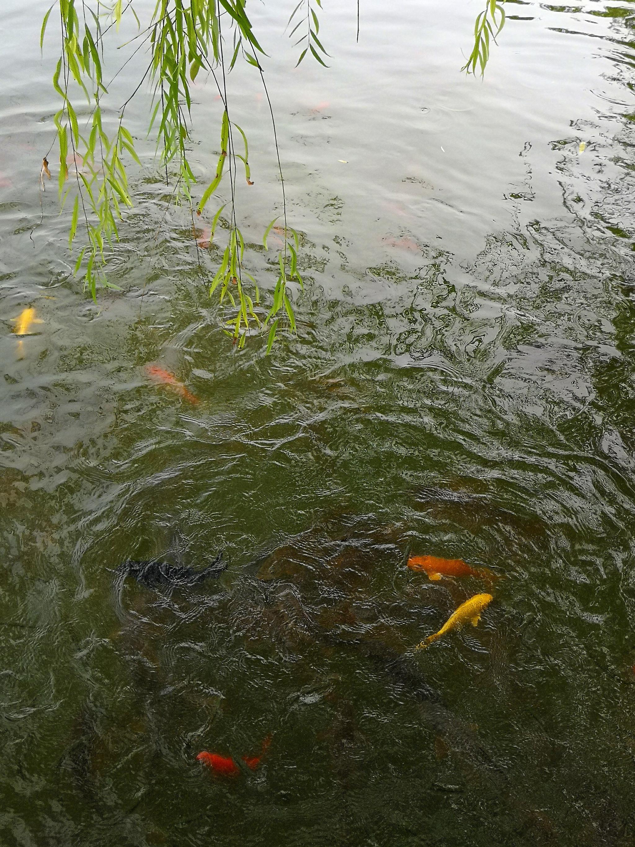 西安丰庆公园水中的游鱼