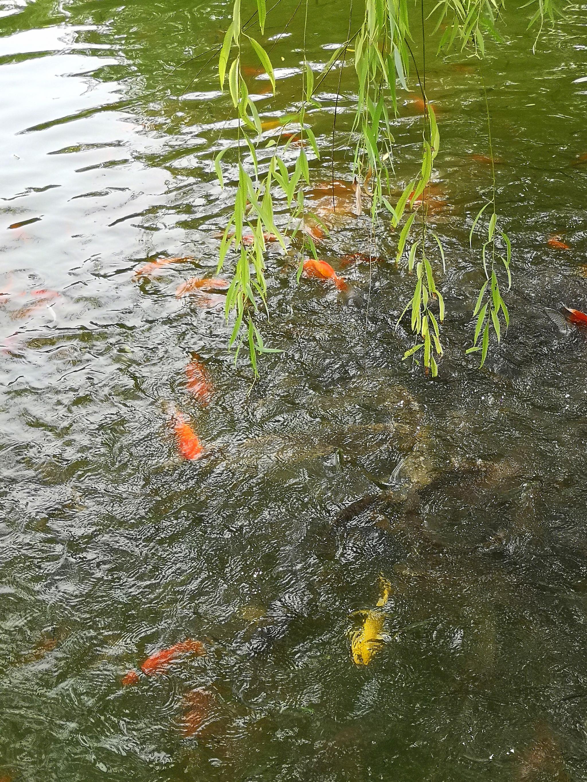 西安丰庆公园水中的游鱼