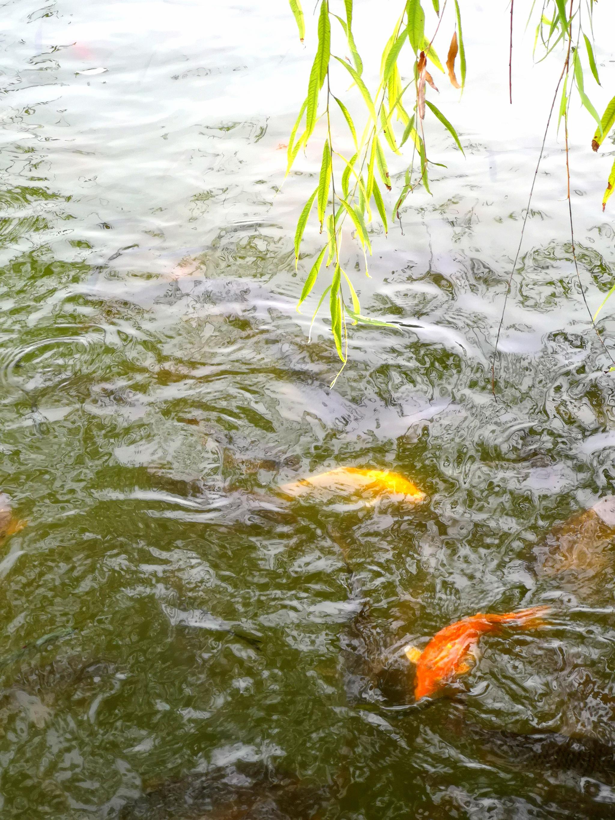 西安丰庆公园水中的游鱼