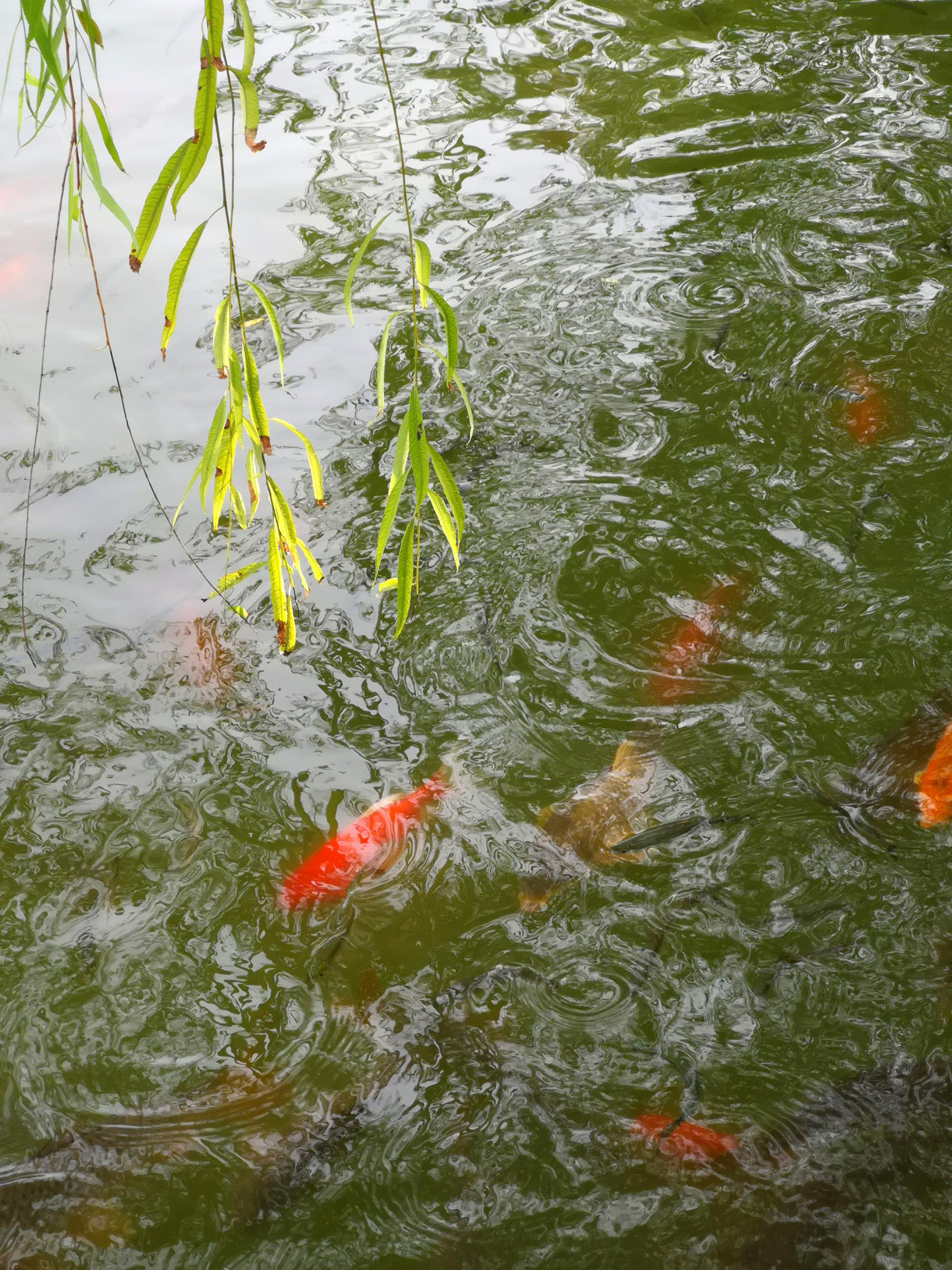 西安丰庆公园水中的游鱼