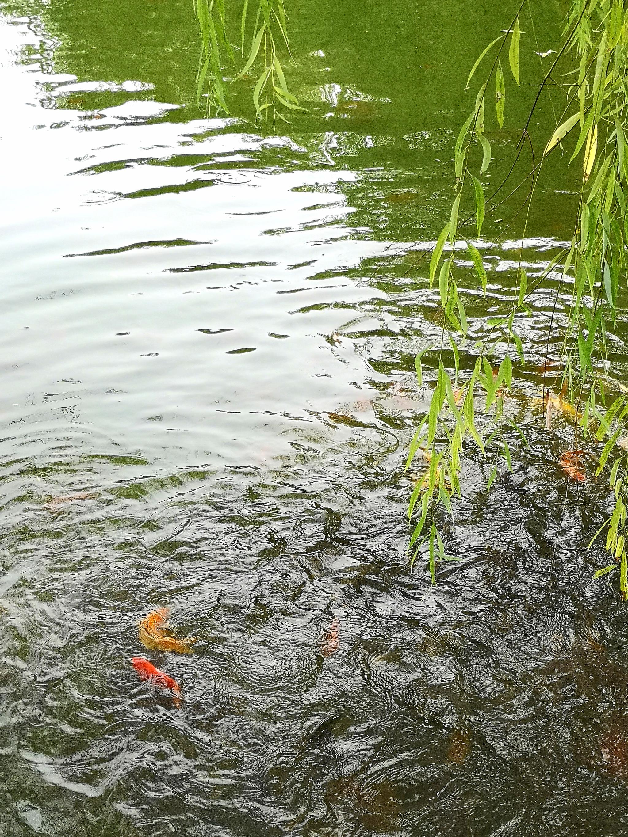 西安丰庆公园水中的游鱼