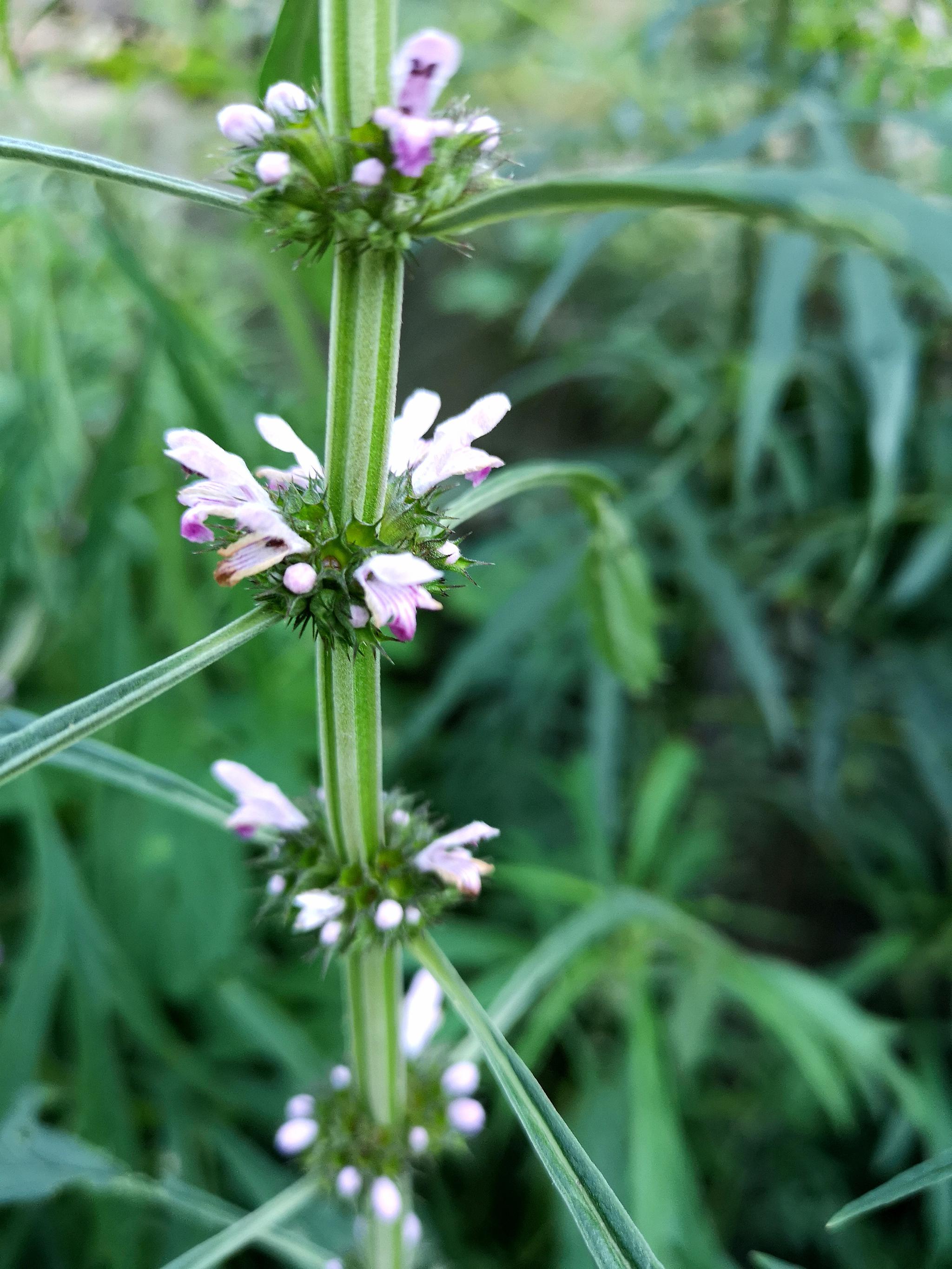 为唇形科,益母草属植物,夏季开花.