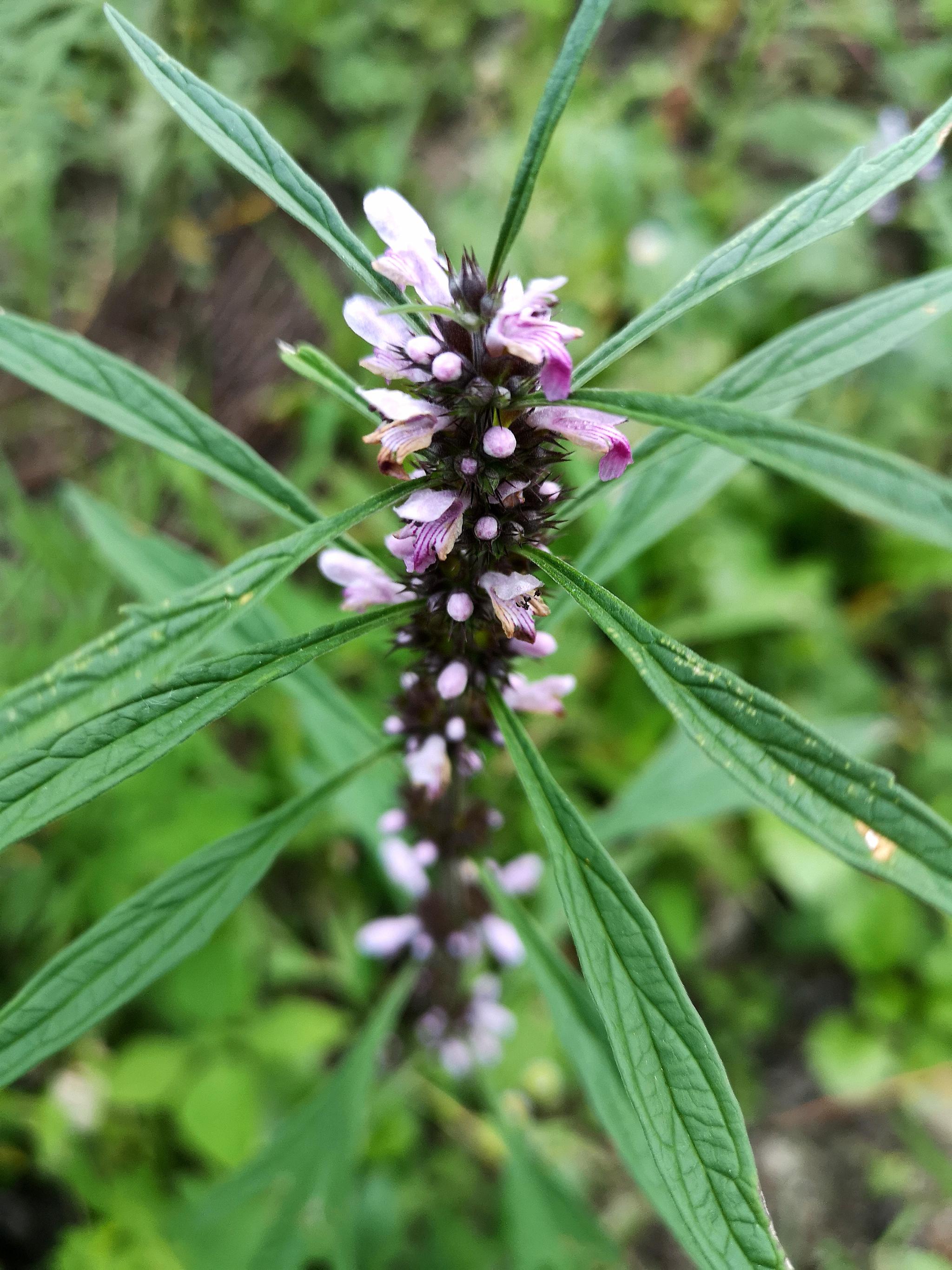 为唇形科,益母草属植物,夏季开花.