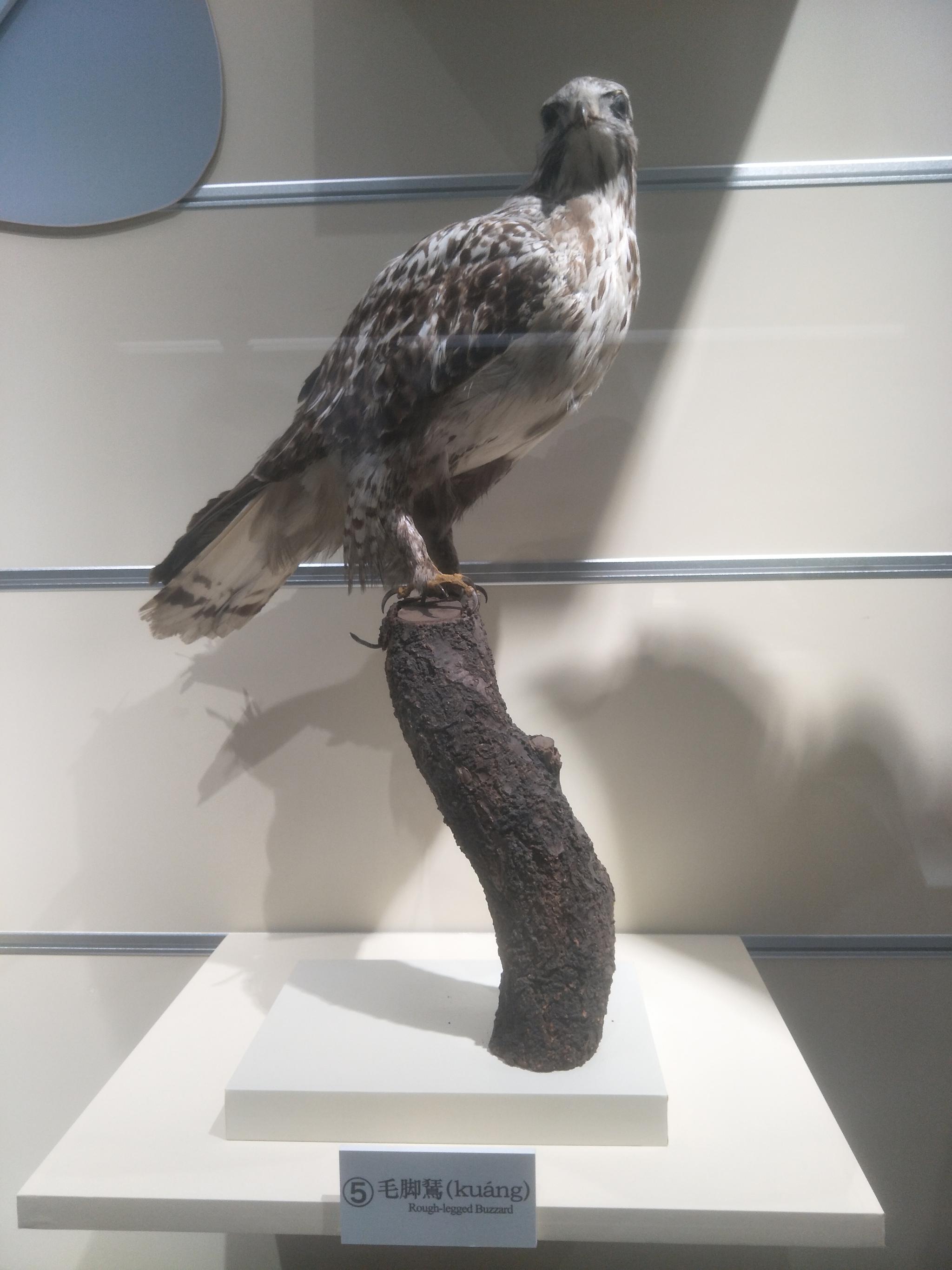 大连自然博物馆中鸟类标本原创摄影