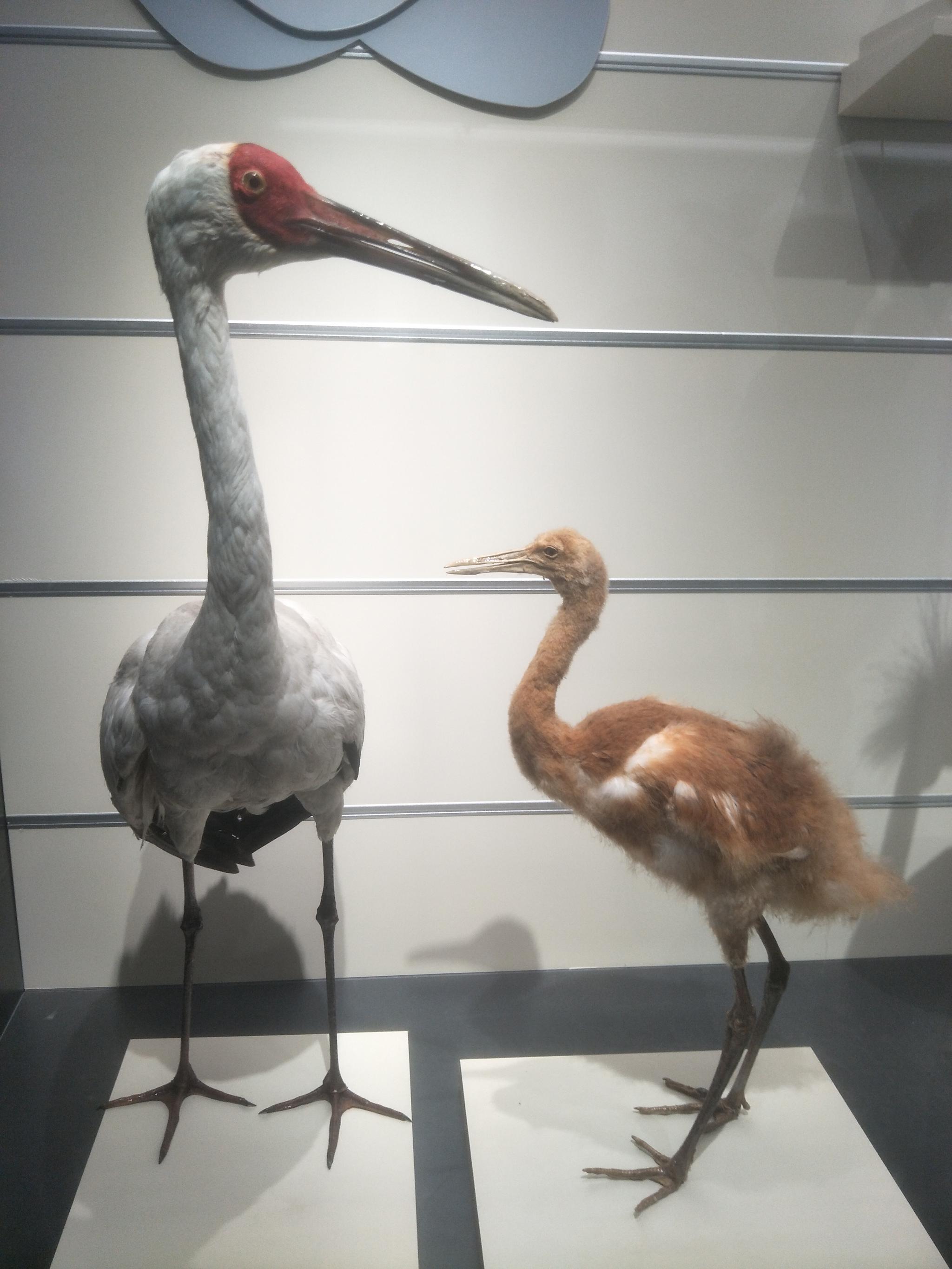 大连自然博物馆中鸟类标本原创摄影