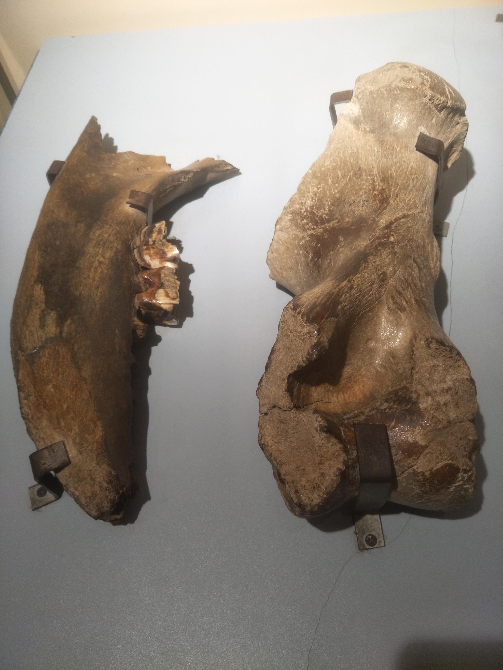 大连自然博物馆中动物骨骼化石