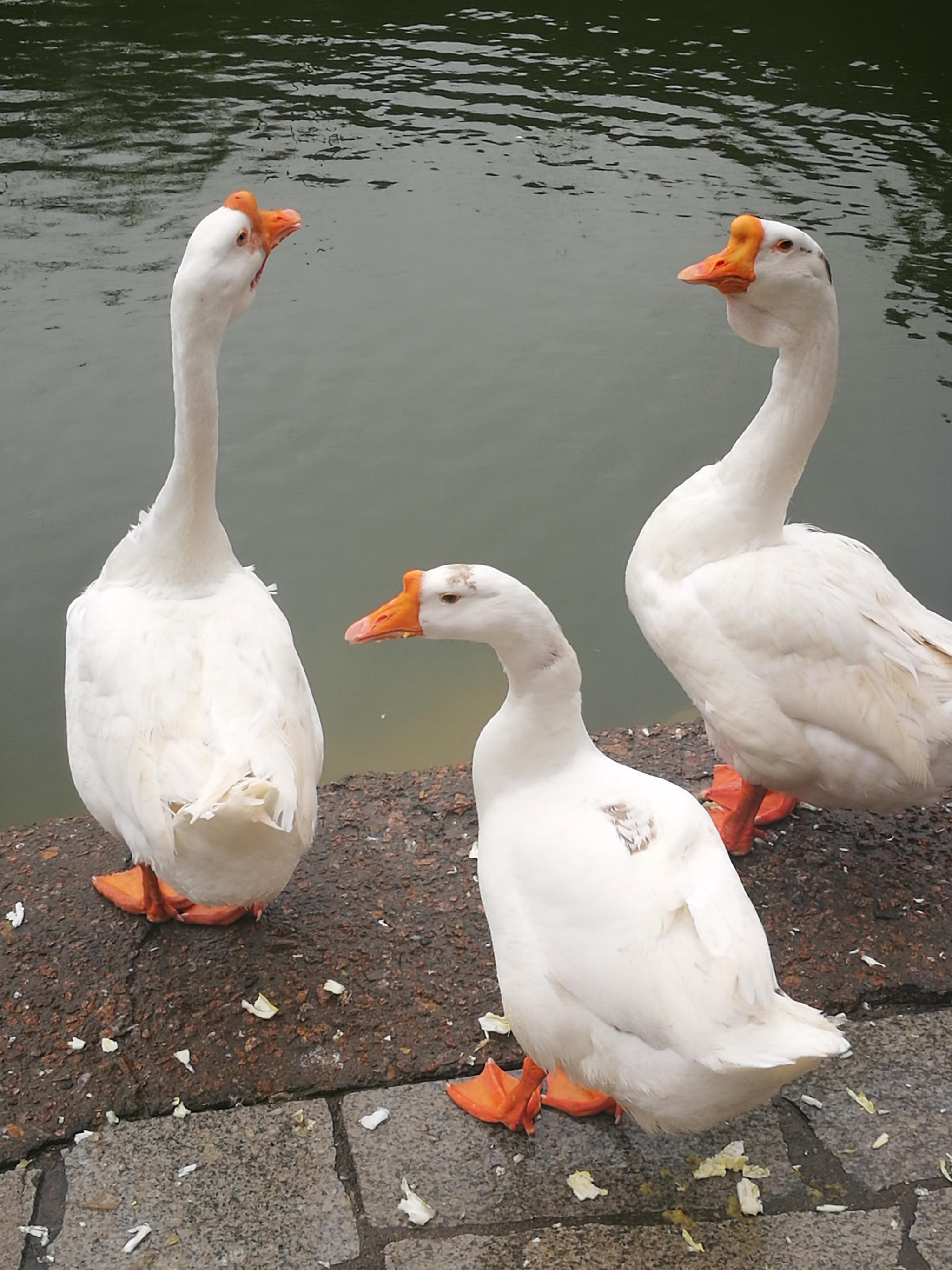 2019手机相册  大白鹅